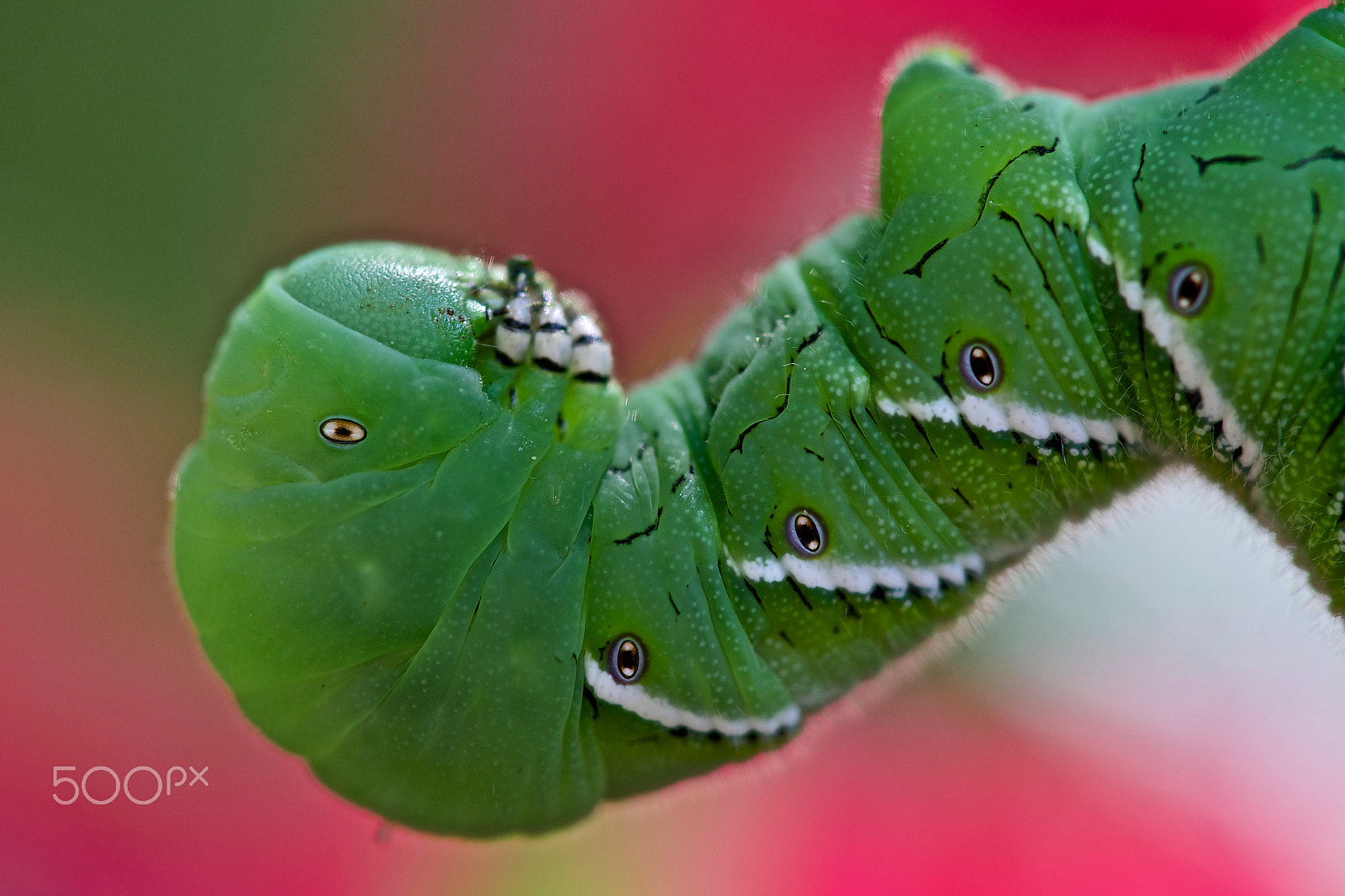 Sony 100mm F2.8 Macro sample photo. The eyes have it photography