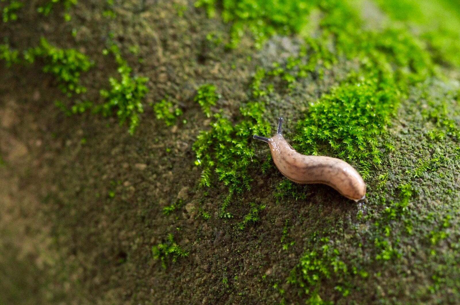 Olympus PEN E-P5 sample photo. Tiny agriolimax photography