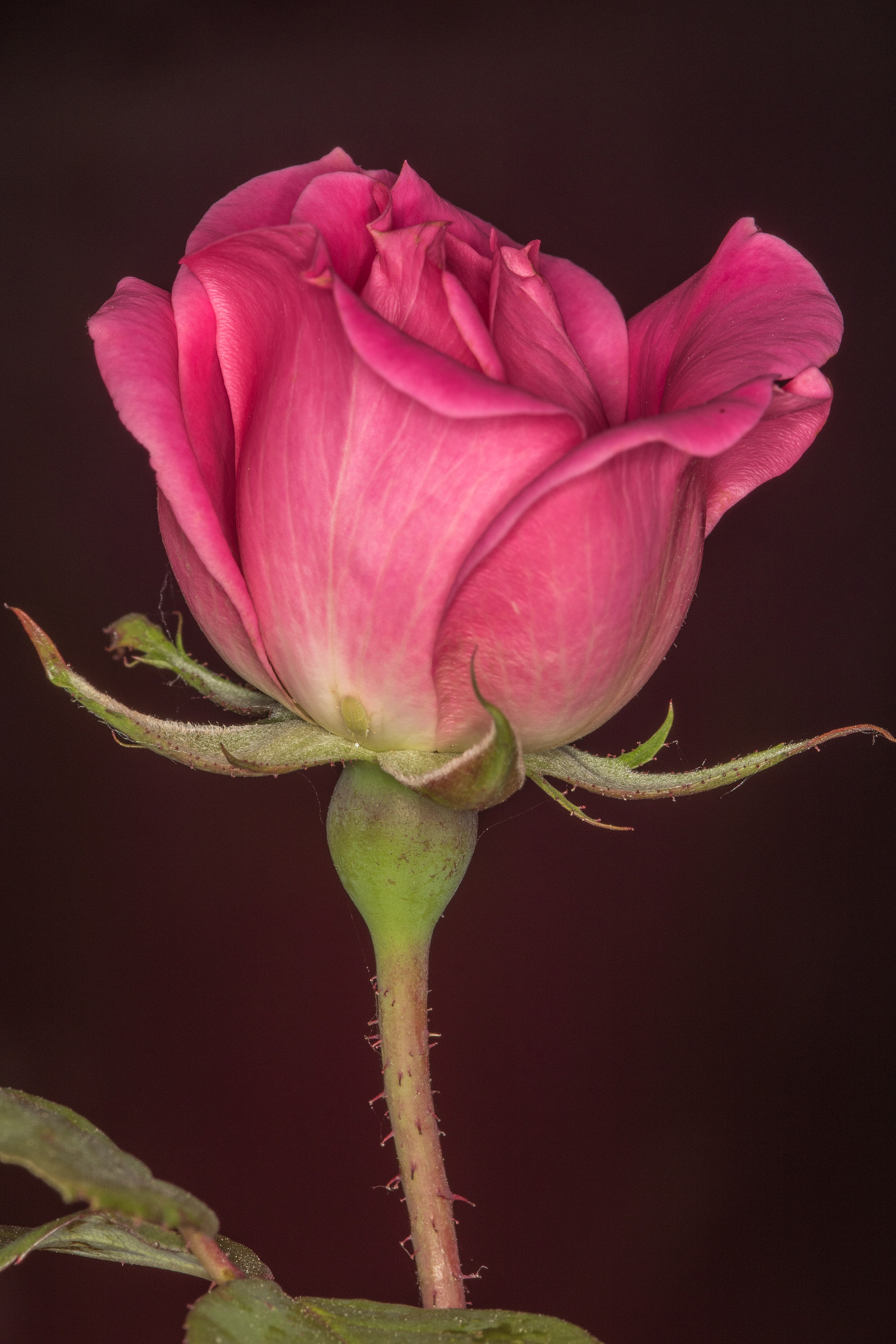 Sigma 105mm F2.8 EX DG Macro sample photo. A rose by any other name photography