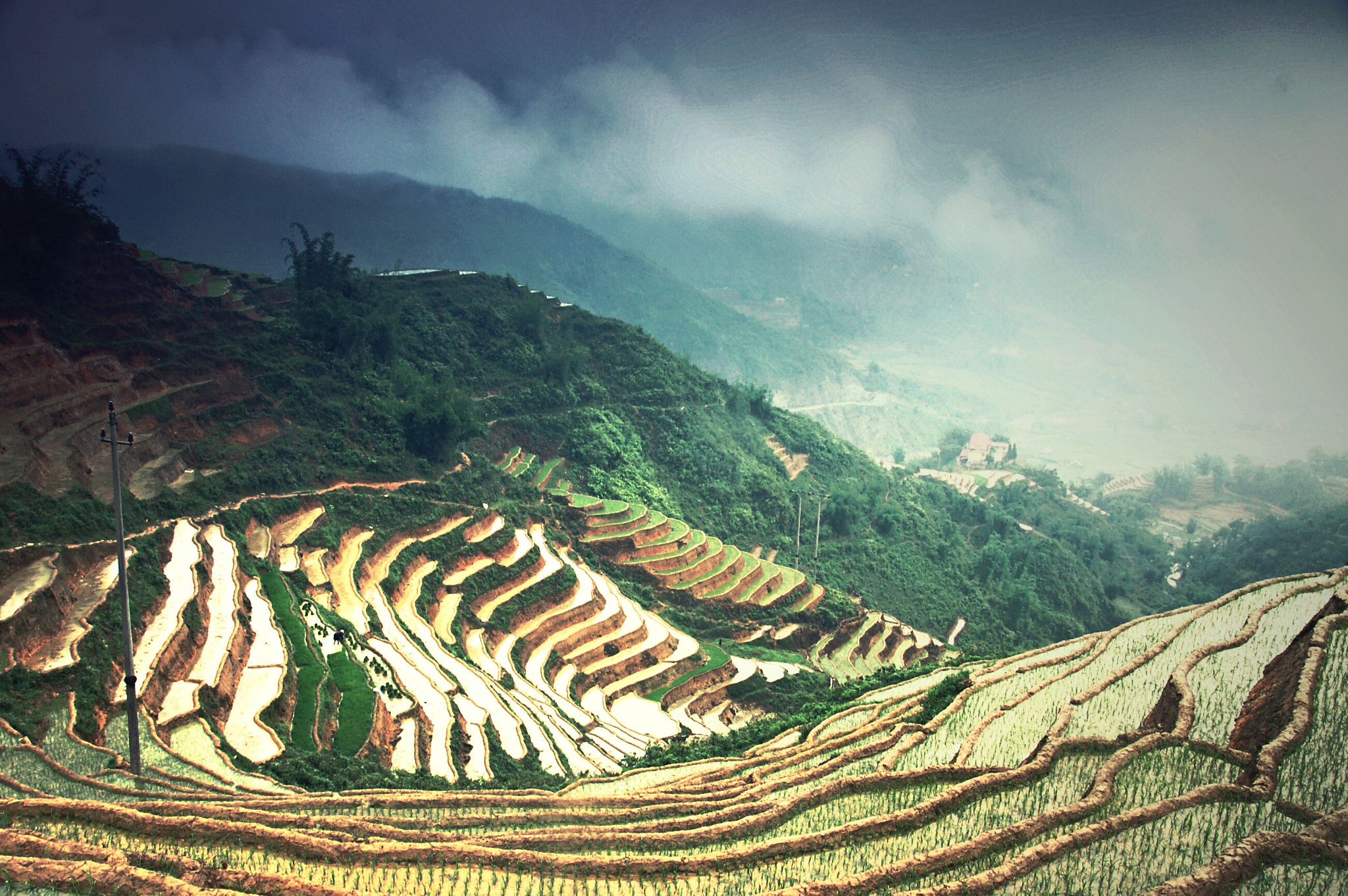 Nikon D50 sample photo. Rice fields in vietnam  photography