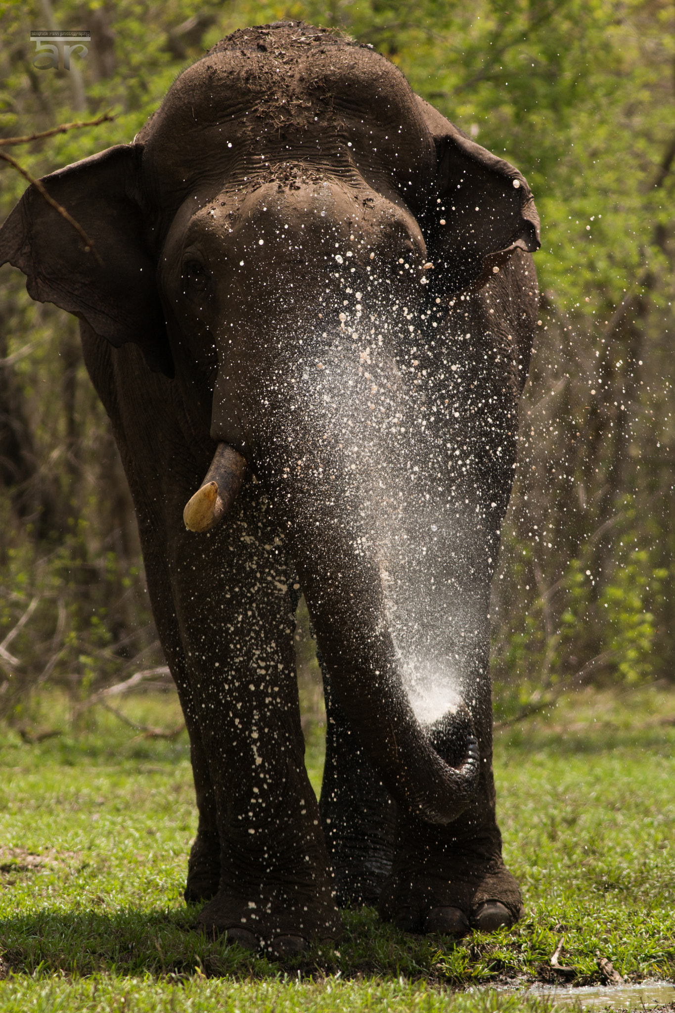 Canon EOS 70D + Canon EF 400mm F5.6L USM sample photo. Elephant showers photography