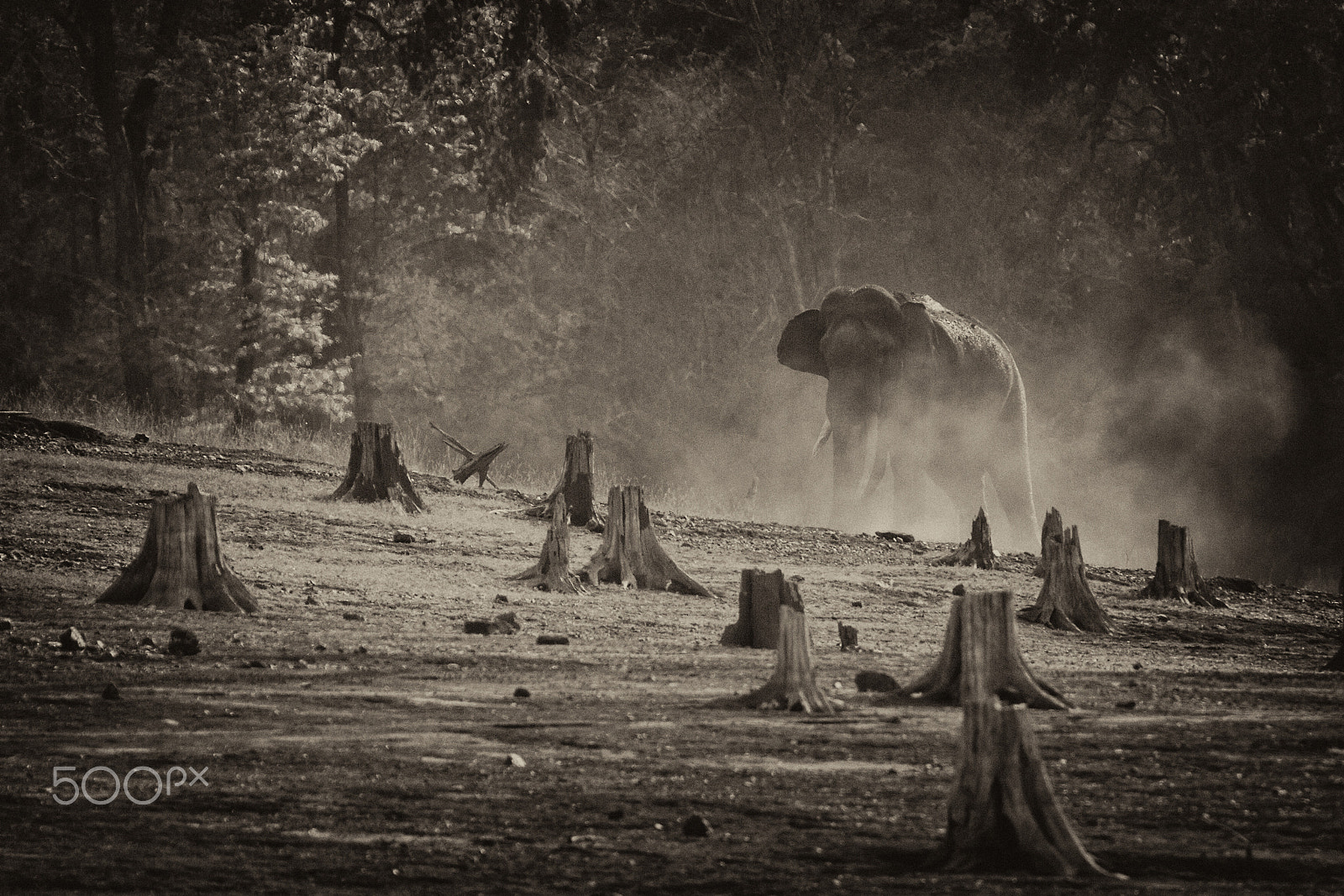 Canon EF 300mm F2.8L IS USM sample photo. Guardian of a dead forest photography