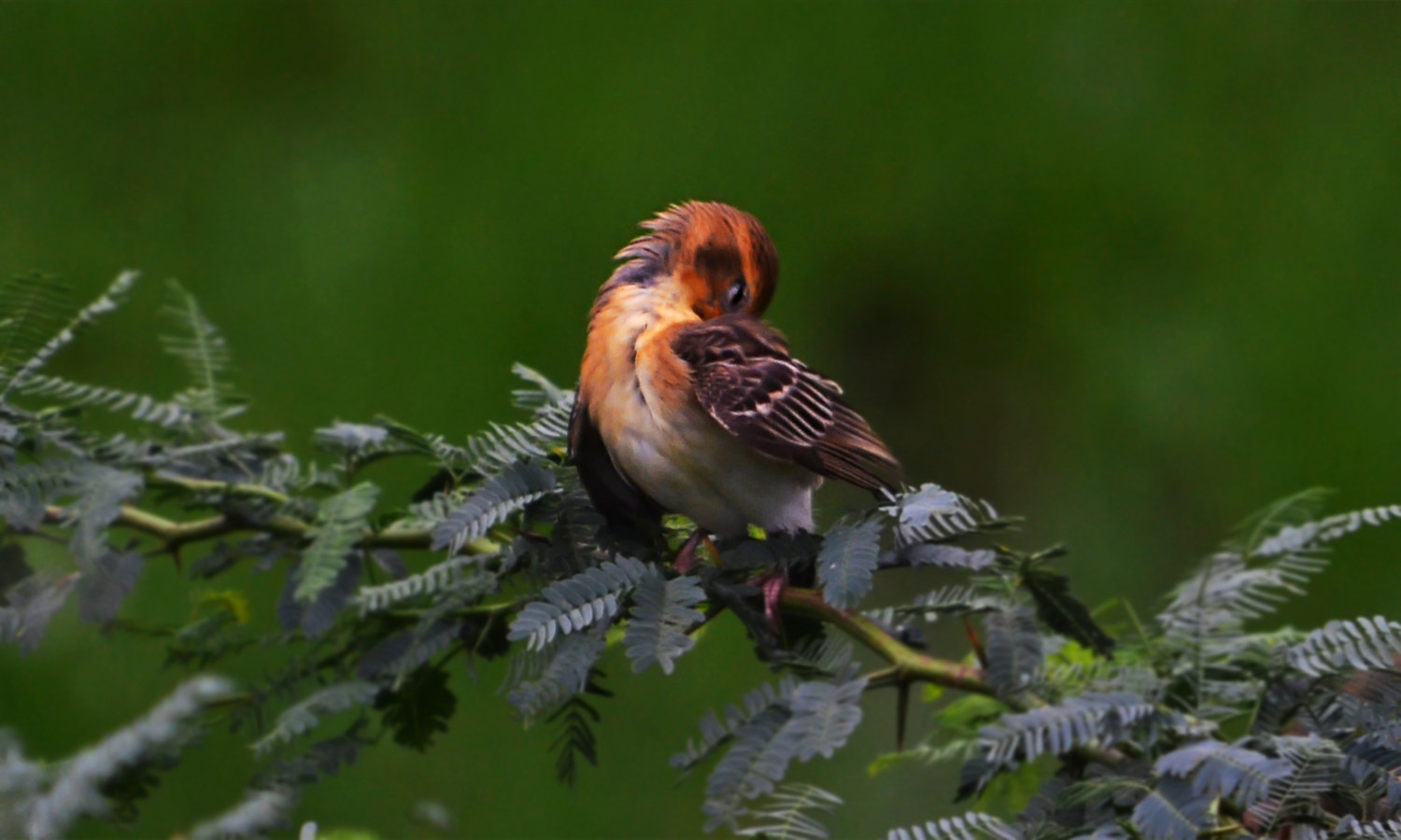 Nikon D5100 + Nikon AF Nikkor 14mm F2.8D ED sample photo. Weaver bird photography