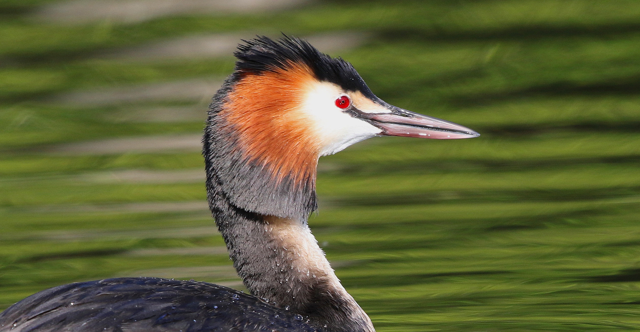 Canon EF 500mm F4L IS II USM sample photo. Great crested grebe portrait photography