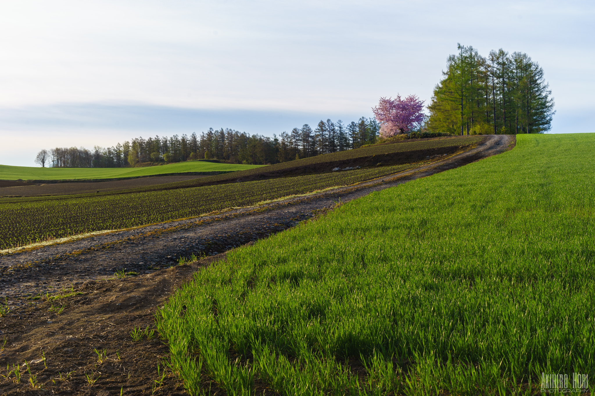 50mm F2 sample photo. Sakura of biei photography