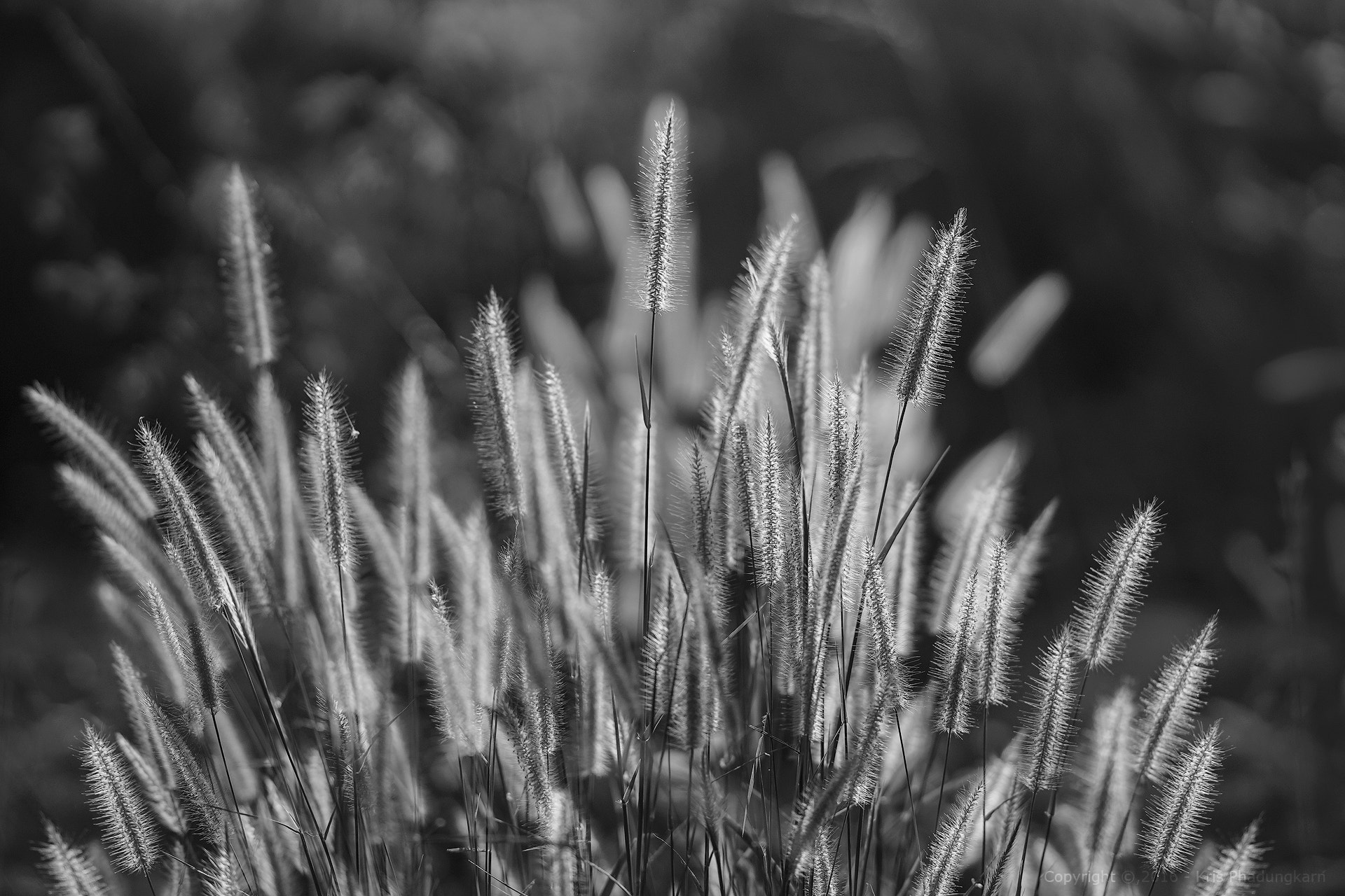 Sony Sonnar T* 135mm F1.8 ZA sample photo. Copy photography