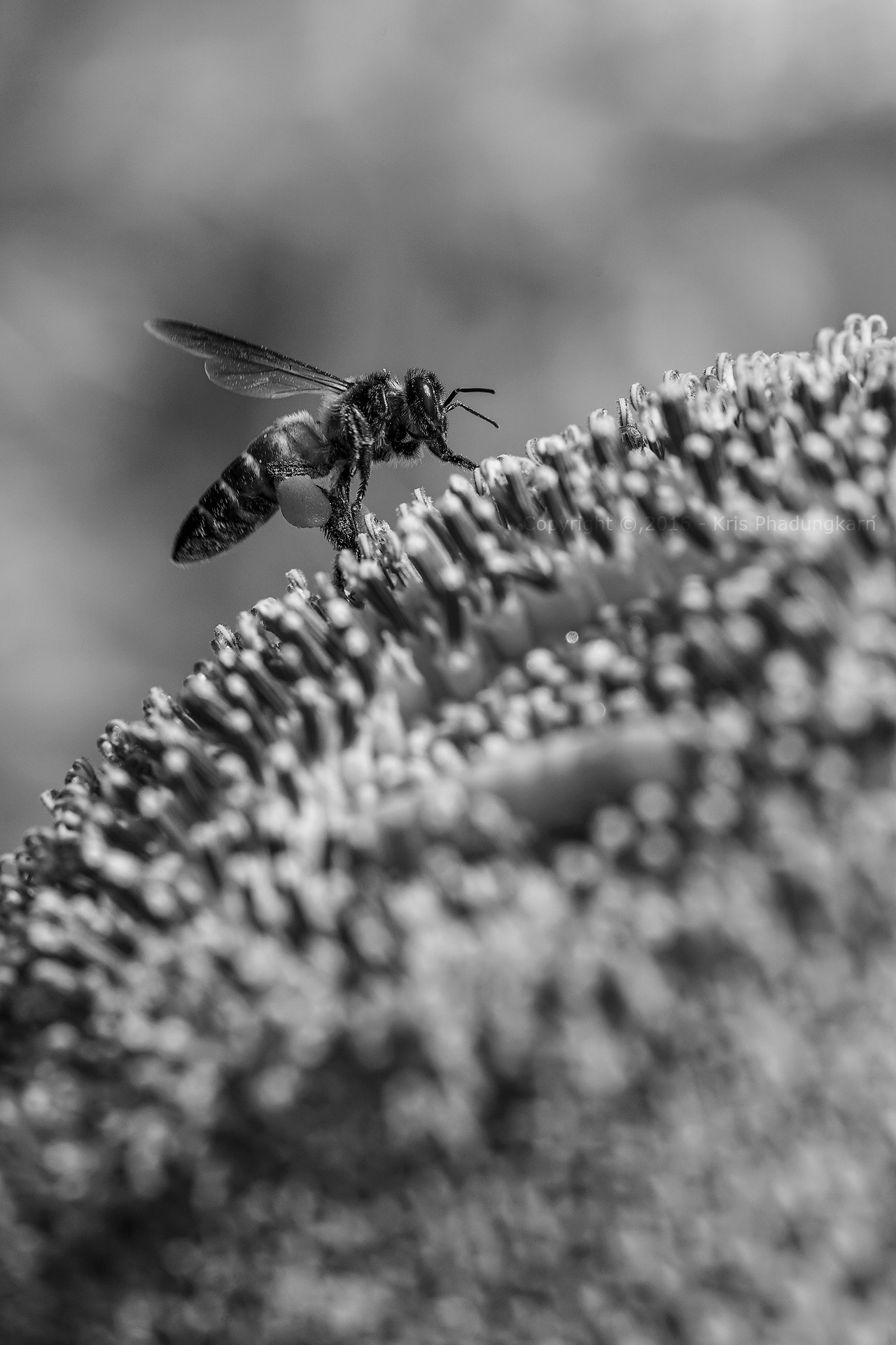 Sony a7 + Tamron SP AF 90mm F2.8 Di Macro sample photo. Copy photography