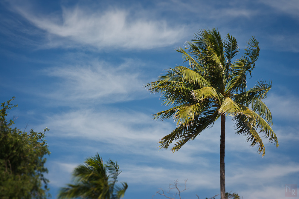 Canon EF 28-135mm F3.5-5.6 IS USM sample photo. Тонкая паутина облаков. #небо #дерево #пальма photography