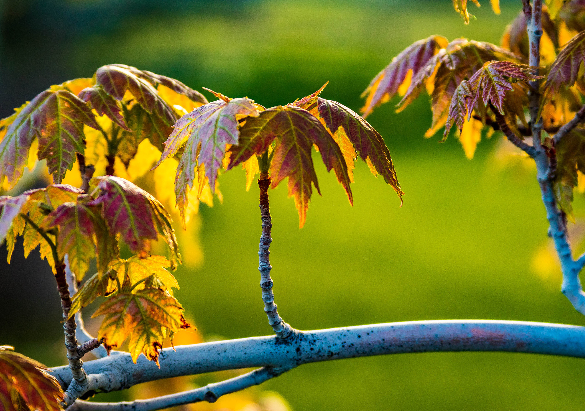 Canon EF 28-135mm F3.5-5.6 IS USM sample photo. Fairy land maple leaves photography