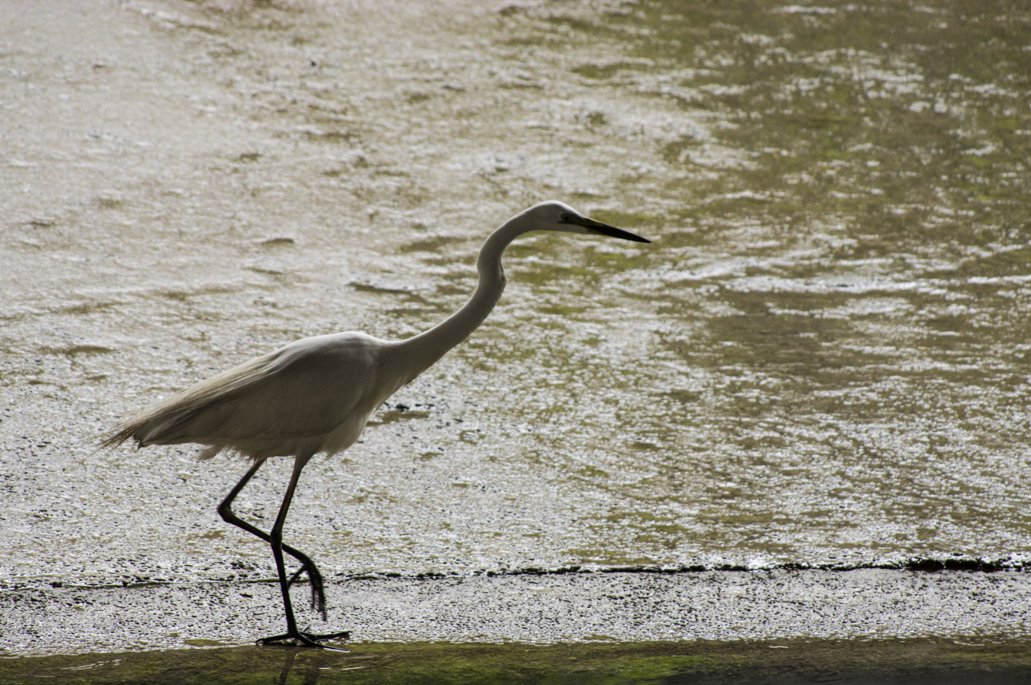 smc PENTAX-DA L 55-300mm F4-5.8 ED sample photo. Morning walk photography