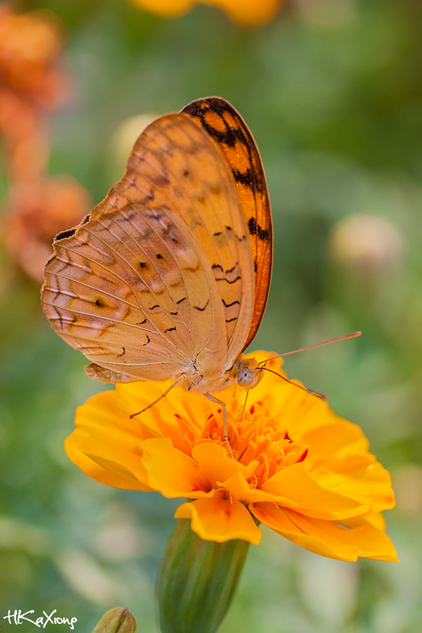Canon EF-S 60mm F2.8 Macro USM sample photo. Butterfly photography