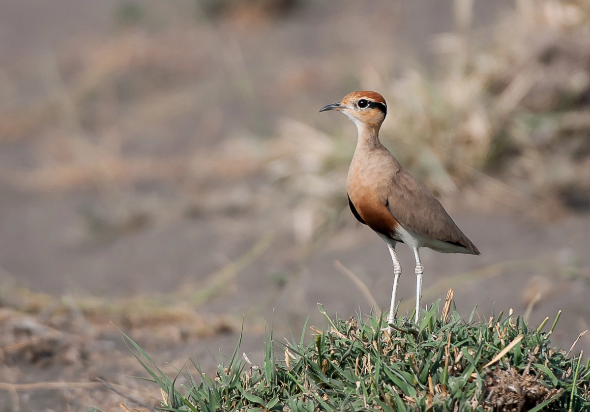Nikon AF-S Nikkor 200-400mm F4G ED-IF VR sample photo. Temminck's courser. photography