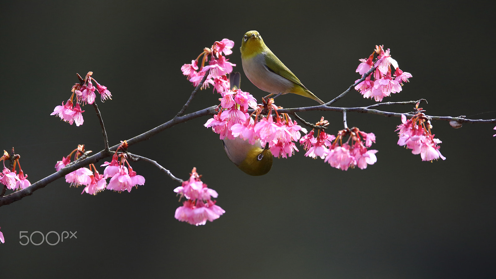 Canon EF 400mm F2.8L IS II USM sample photo. 双鸟图 photography