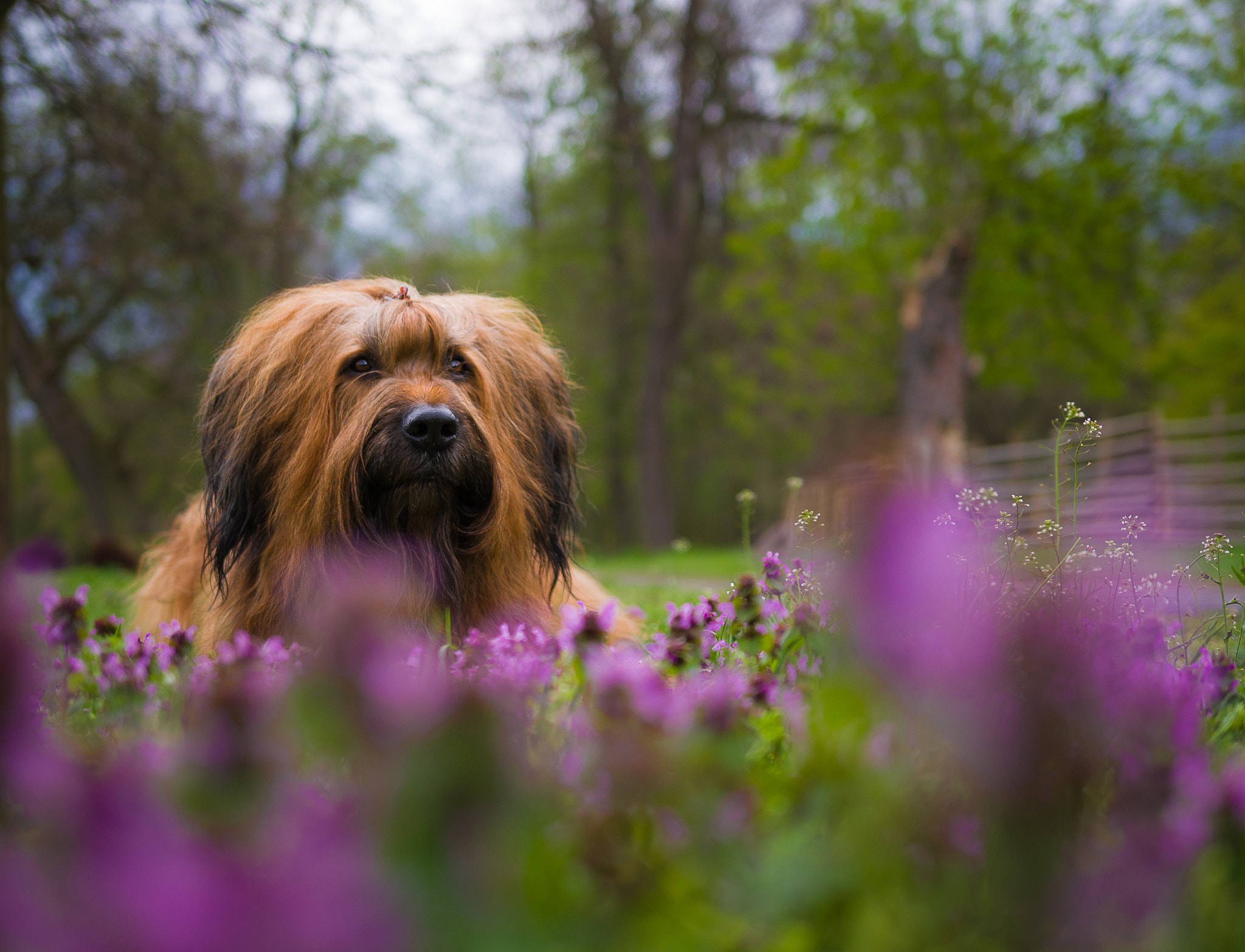 Pentax K-3 II sample photo. Briard in flower :) photography
