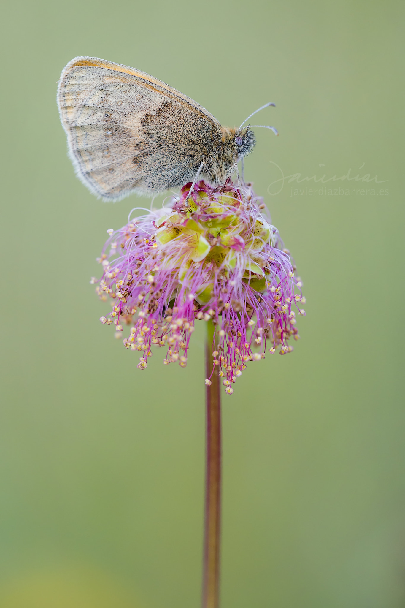 Sigma 180mm F3.5 EX DG Macro sample photo. Small heath on burnet photography