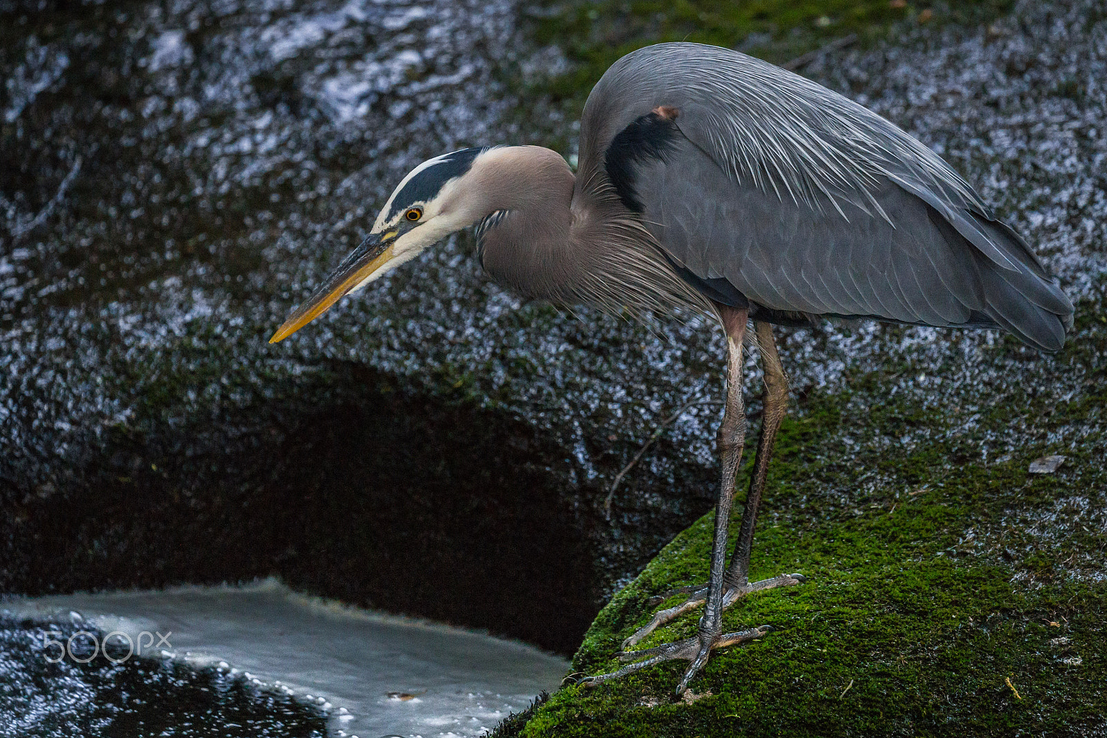 Canon EF 100-400mm F4.5-5.6L IS II USM sample photo. Chow time photography