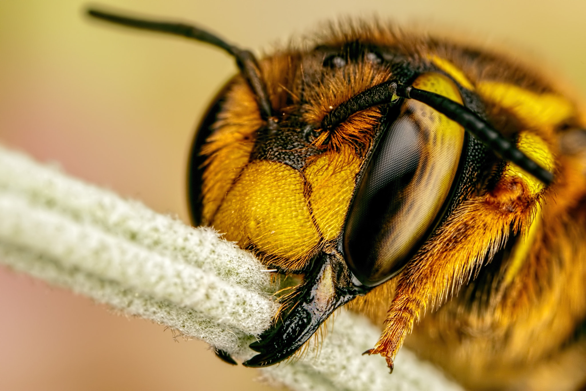 Canon MP-E 65mm F2.5 1-5x Macro Photo sample photo. European wool carder bee i photography
