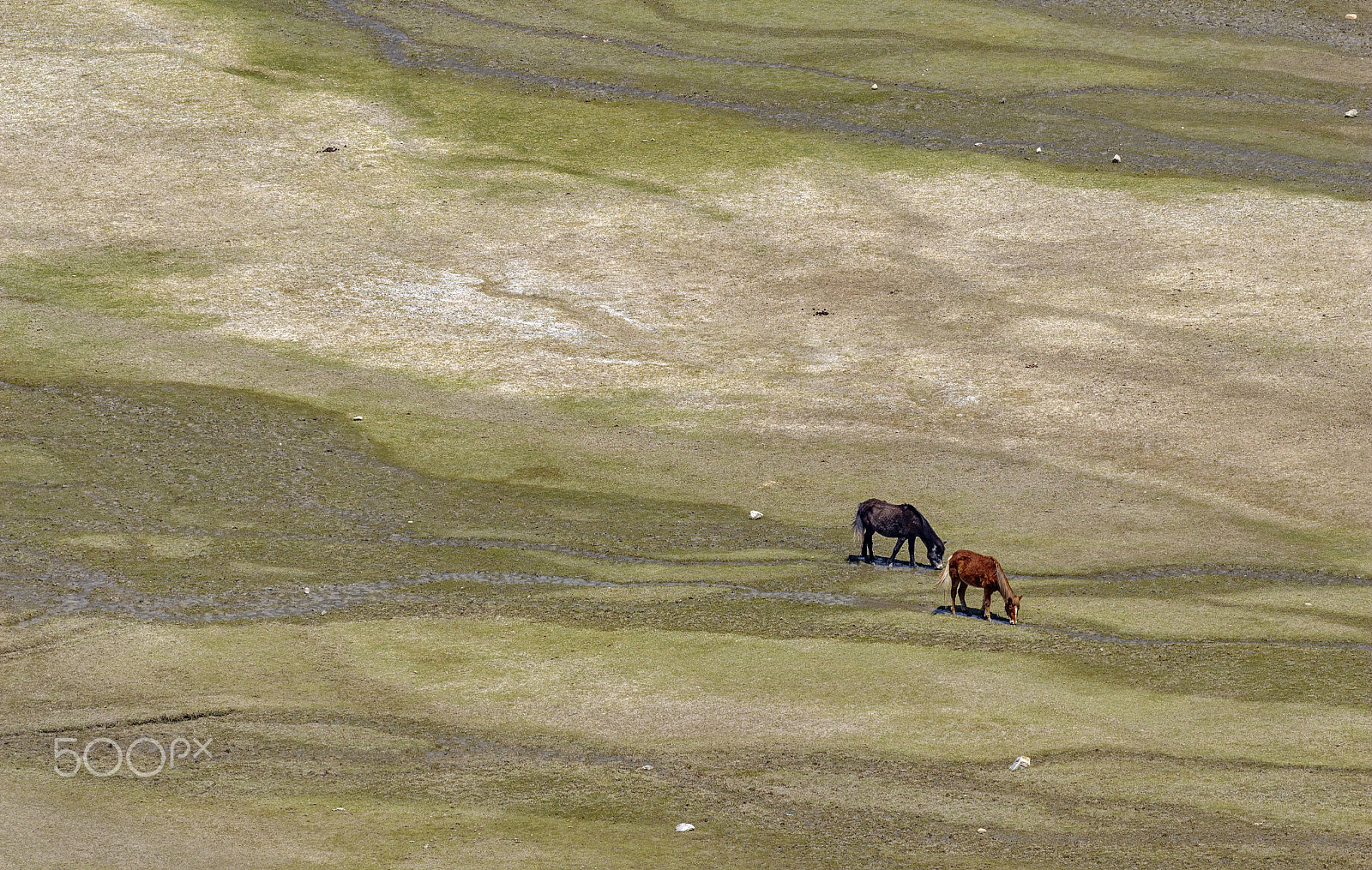 Canon EF 100-400mm F4.5-5.6L IS II USM sample photo. High grassland photography