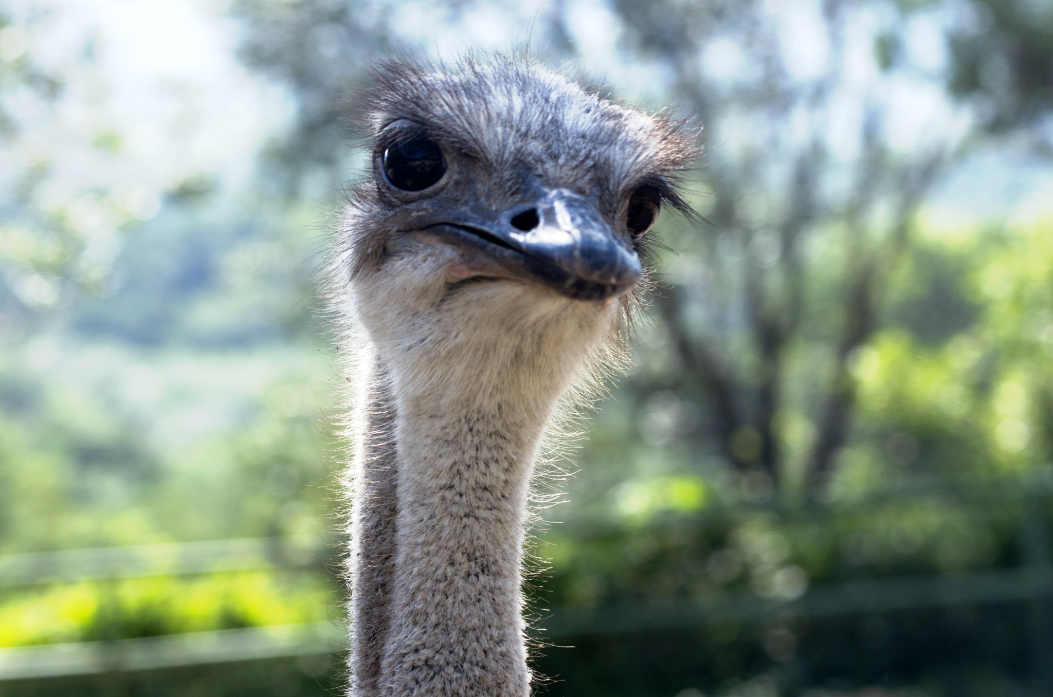 PENTAX-F 70-200mm F4-5.6 sample photo. Ostrich photography