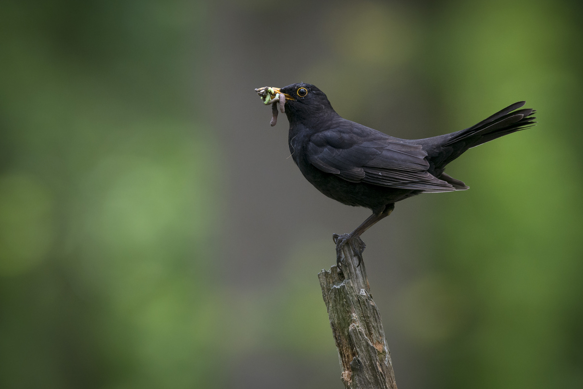 Nikon D800 + Nikon AF-S Nikkor 400mm F2.8G ED VR II sample photo. Blackbird photography