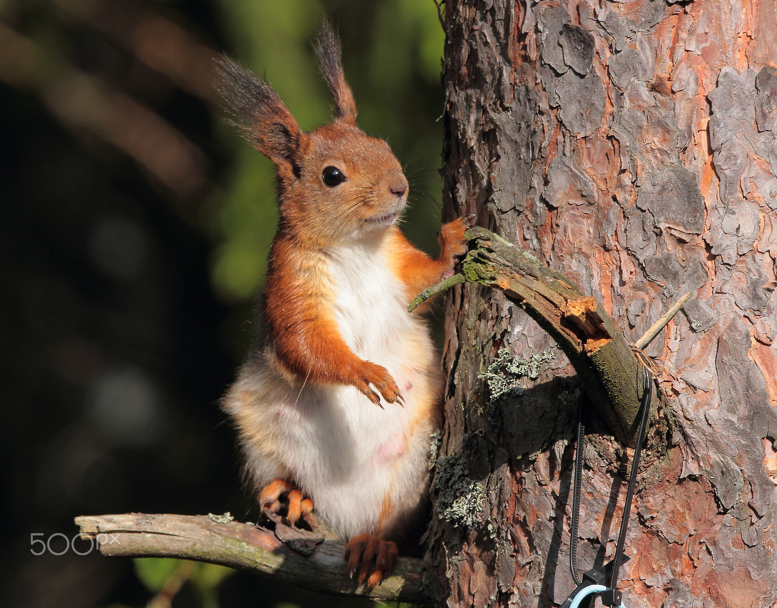 Sigma 150-600mm F5-6.3 DG OS HSM | C sample photo. Squirrel photography