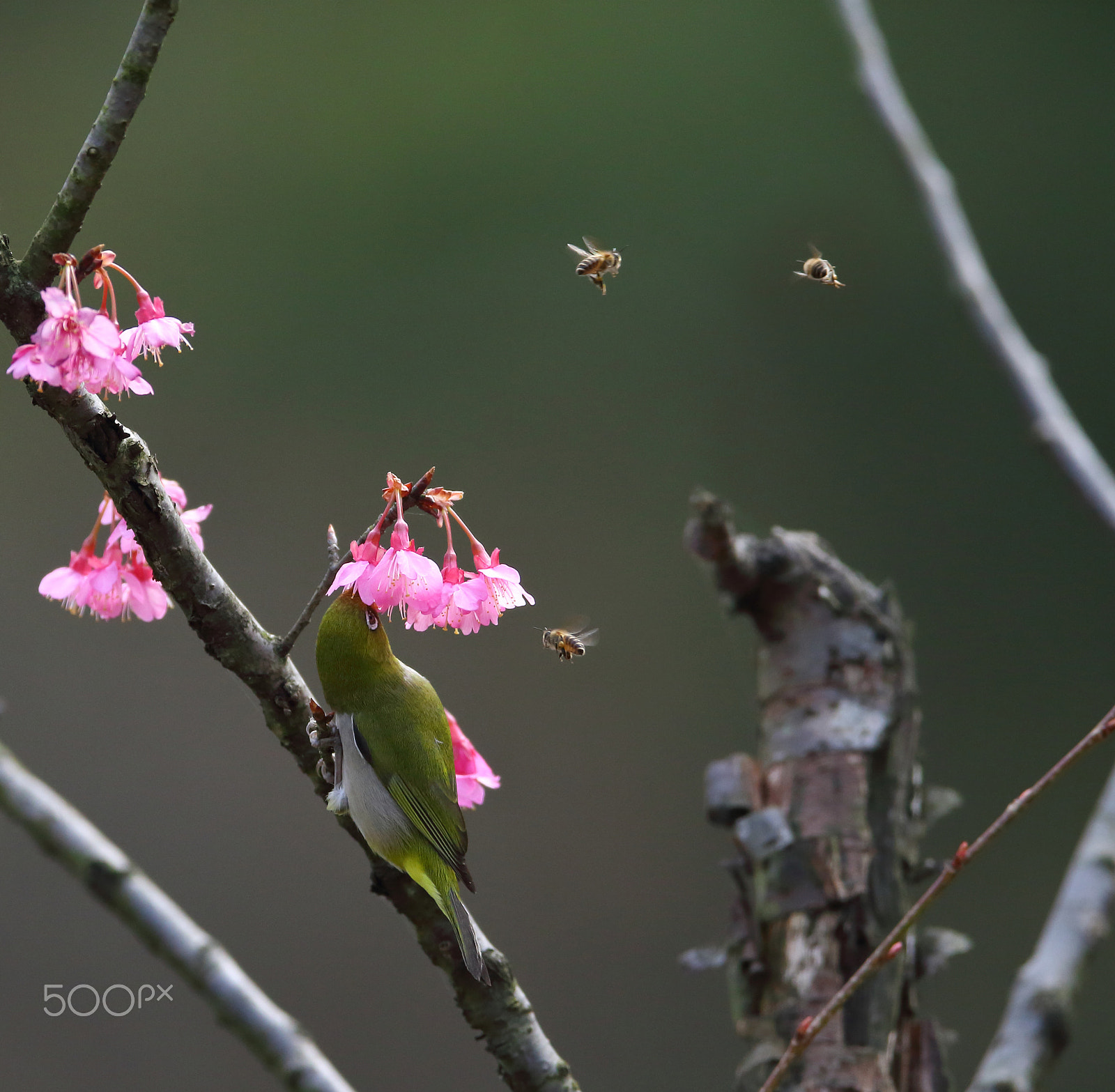 Canon EF 400mm F2.8L IS II USM sample photo. 一鸟三蜂图 photography