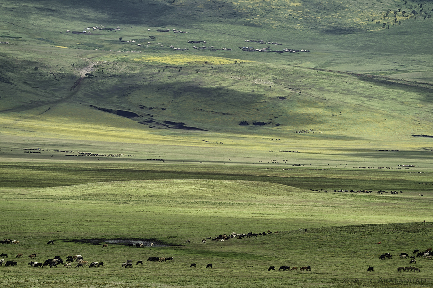 Nikon D4S sample photo. Serengeti, the beautiful! photography