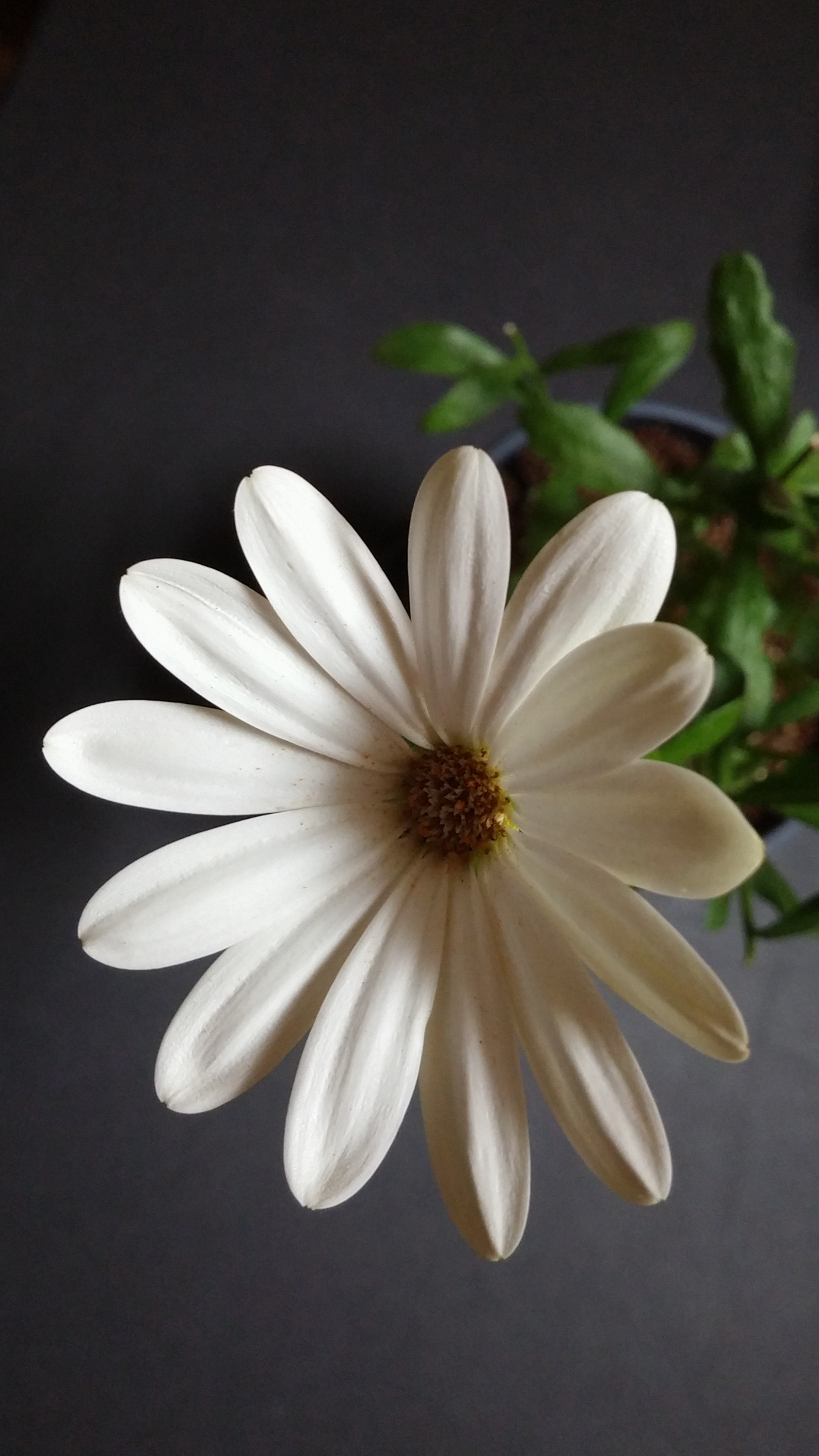 LG G3 CAT.6 sample photo. Cream dimor 1-4 (flower language ; eternal love) photography