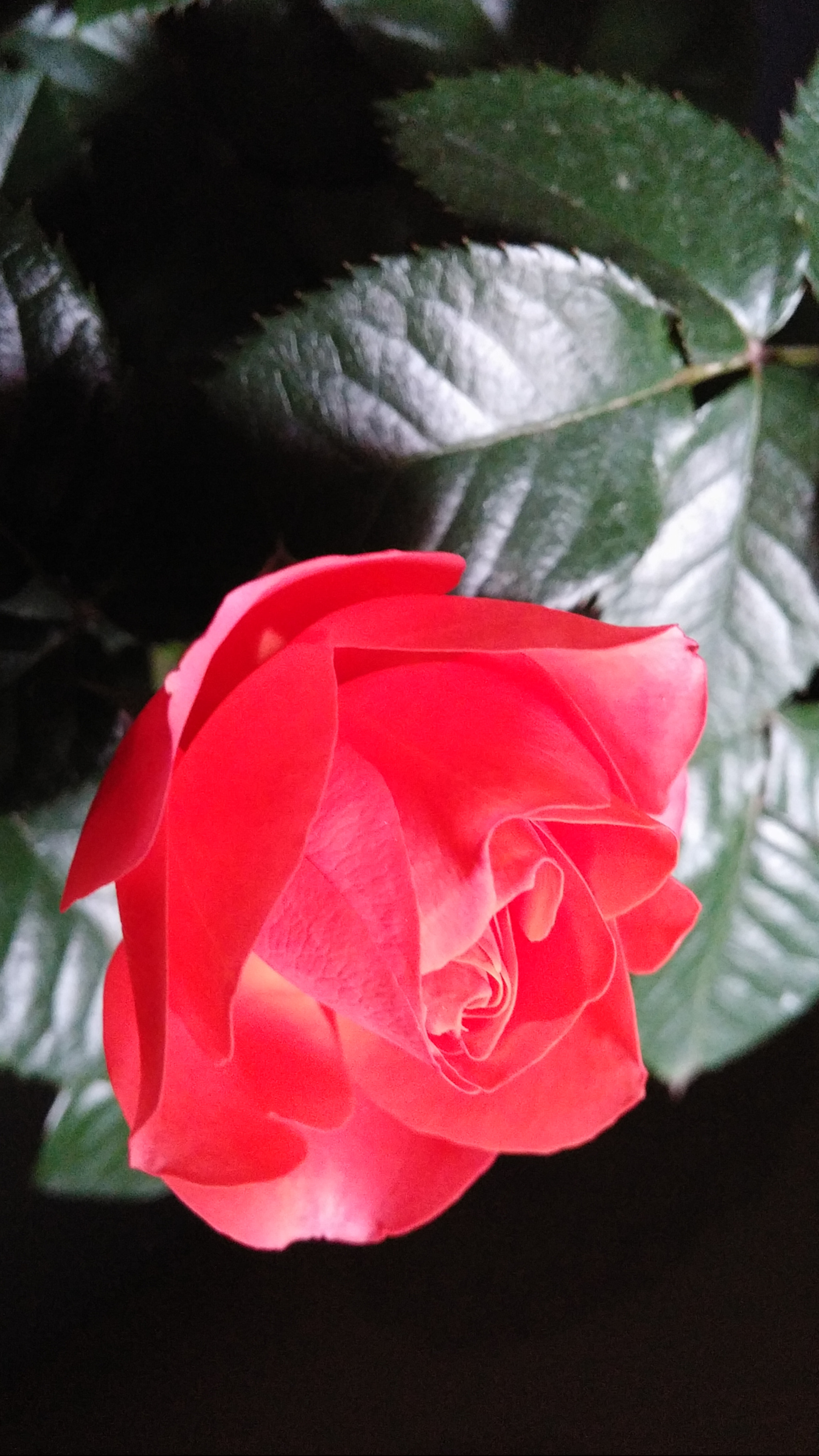 LG G3 CAT.6 sample photo. Red rose 9 (flower language ; love, joy) photography