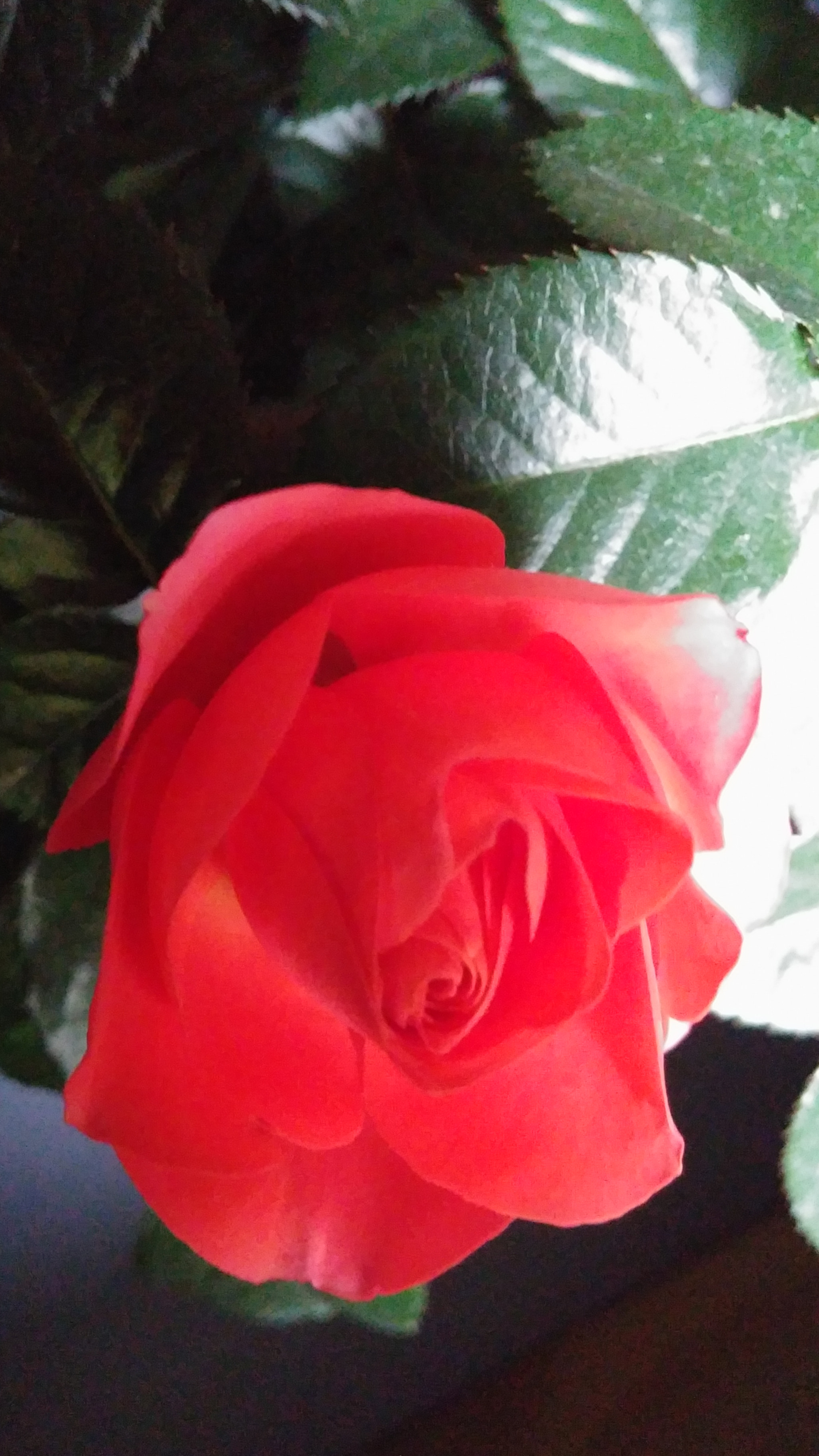 LG G3 CAT.6 sample photo. Red rose 9-1 (flower language ; love, joy) photography