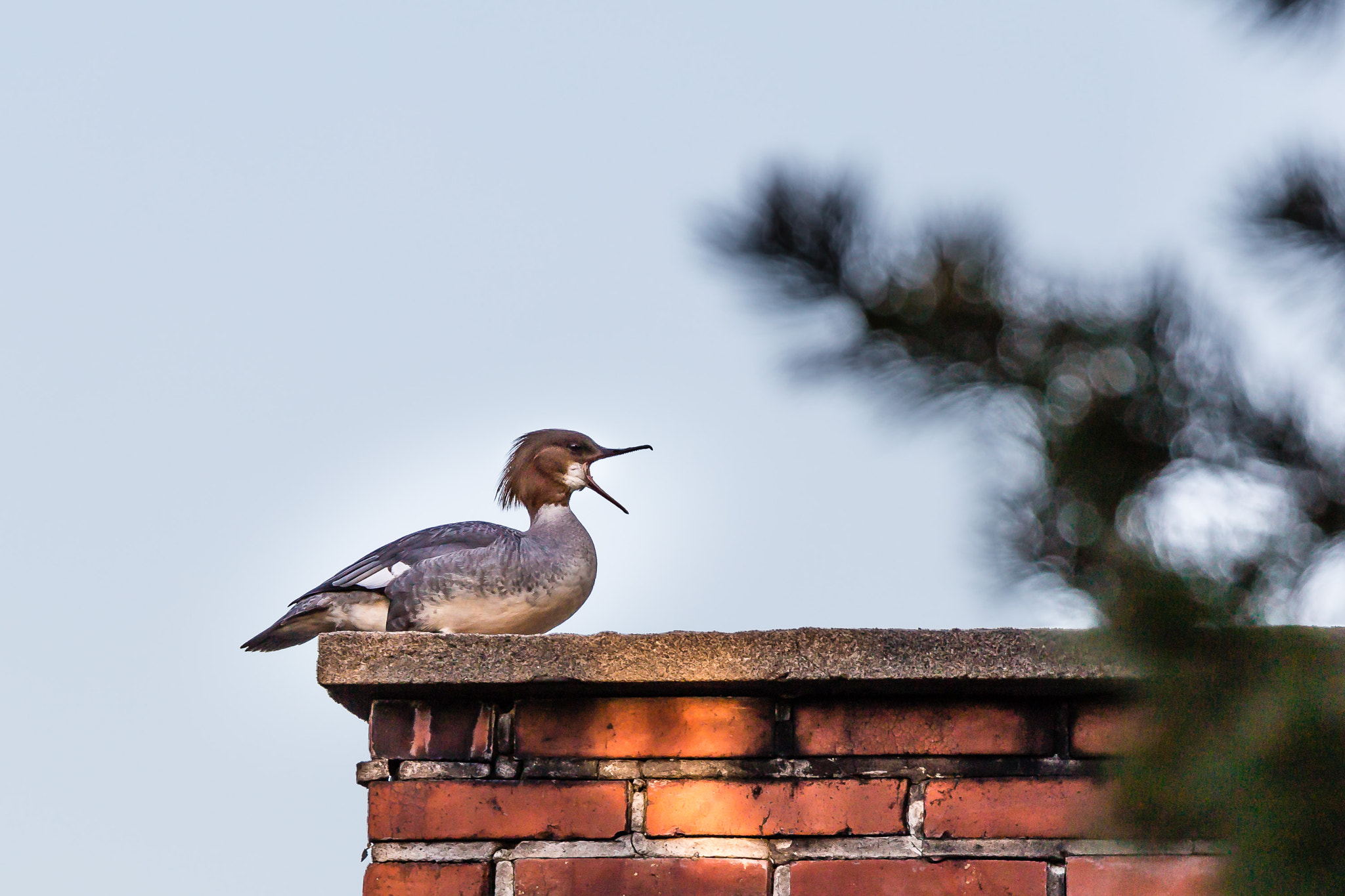 Canon EF 100-400mm F4.5-5.6L IS II USM sample photo