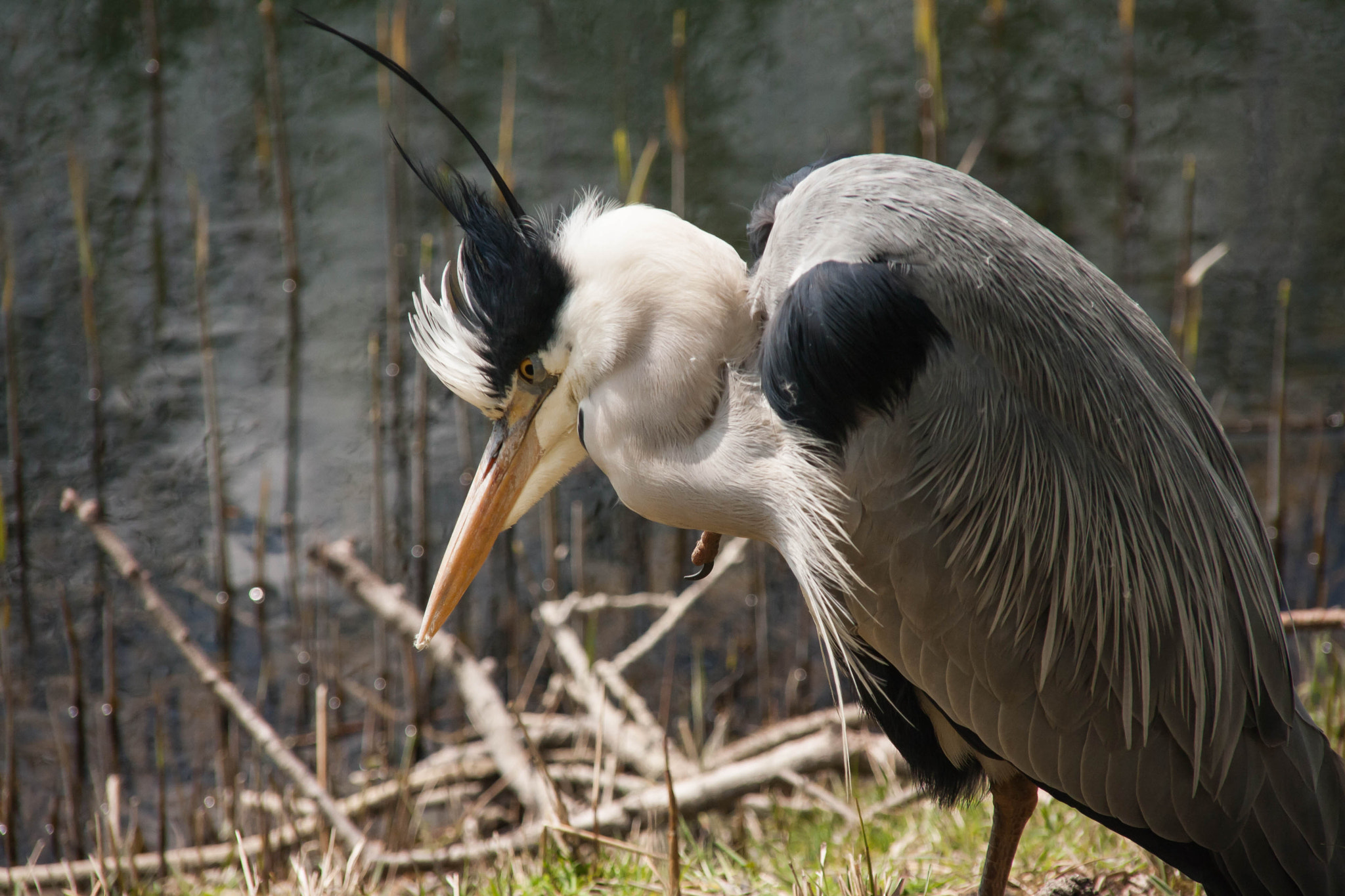 Sigma 18-200mm f/3.5-6.3 DC OS sample photo. Punk heron having a scratch moment photography