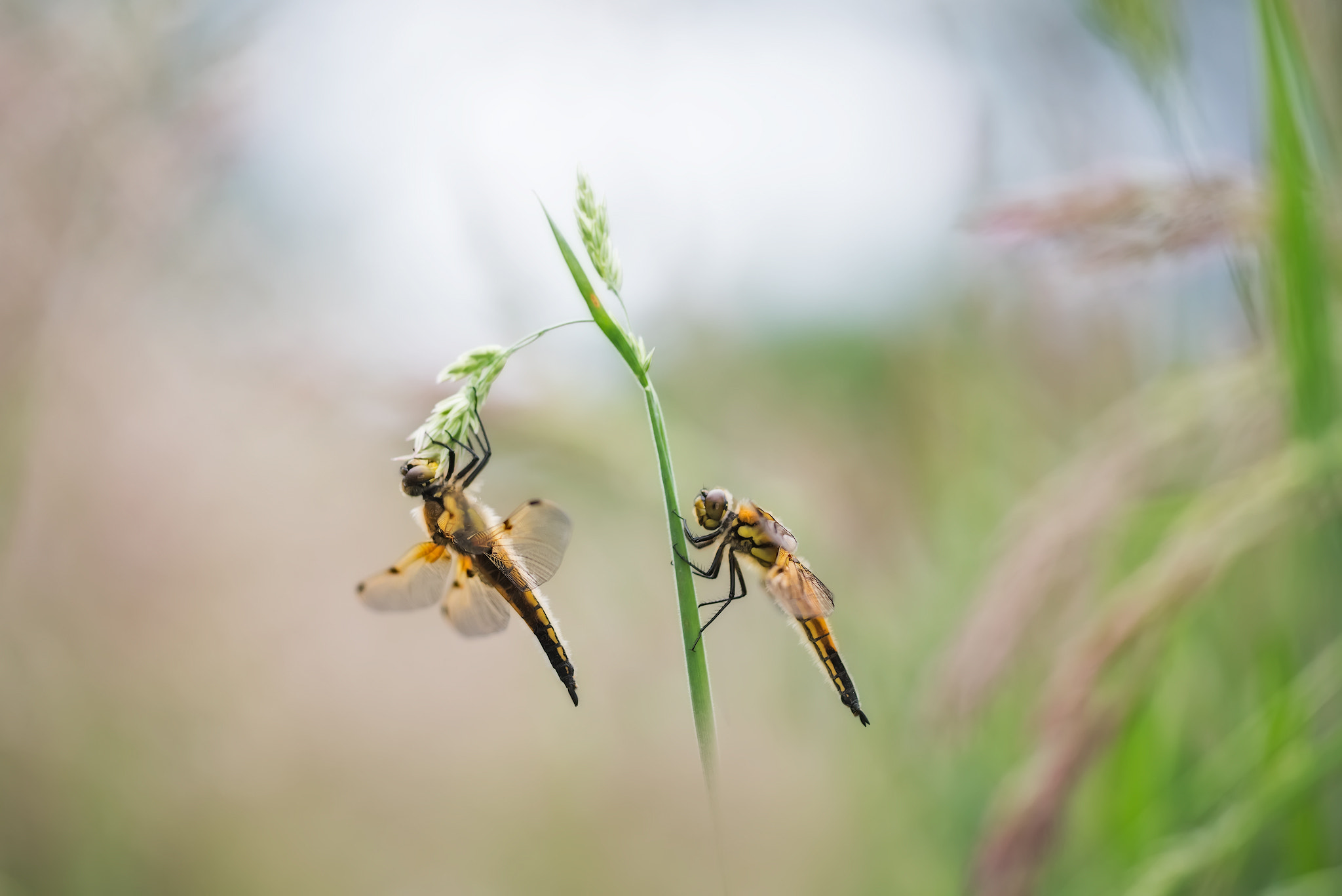 Sigma 150mm F2.8 EX DG Macro HSM sample photo. Together..... photography