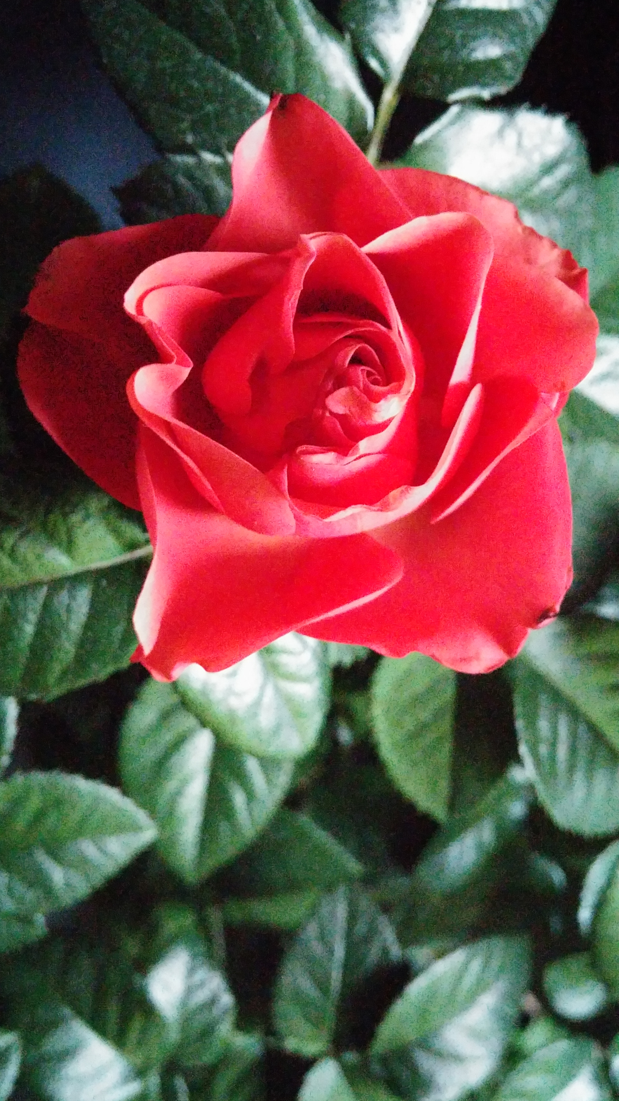 LG G3 CAT.6 sample photo. Red rose 10 (flower language ; love, joy) photography
