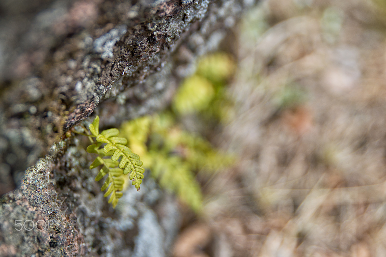 Tamron SP 24-70mm F2.8 Di VC USD sample photo. Fern on a stone. photography