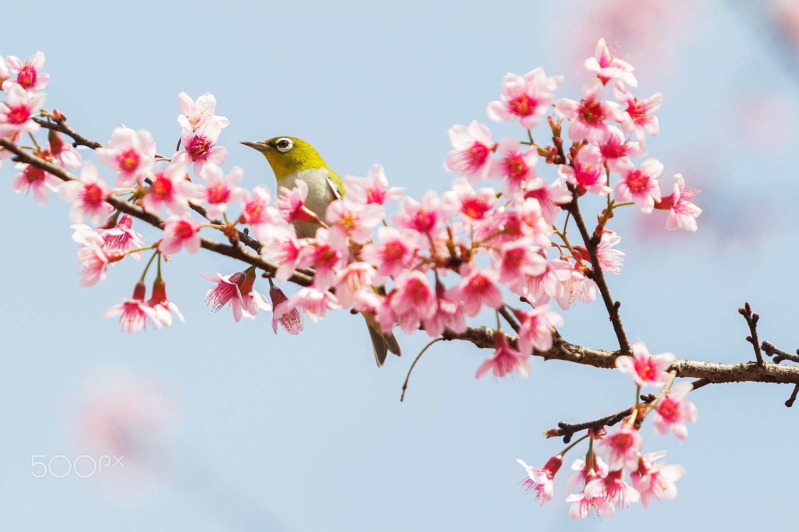Canon EOS-1D Mark IV sample photo. Bird on cherry blossom branch photography