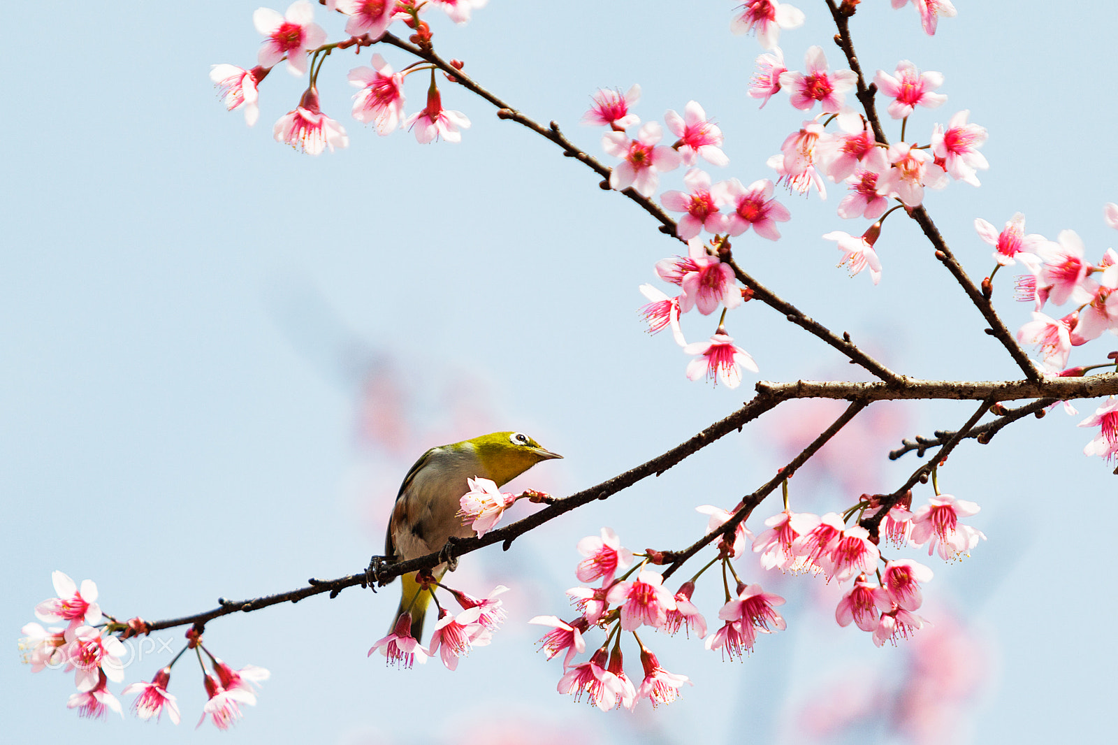 Canon EOS-1D Mark IV sample photo. Bird on cherry blossom branch photography