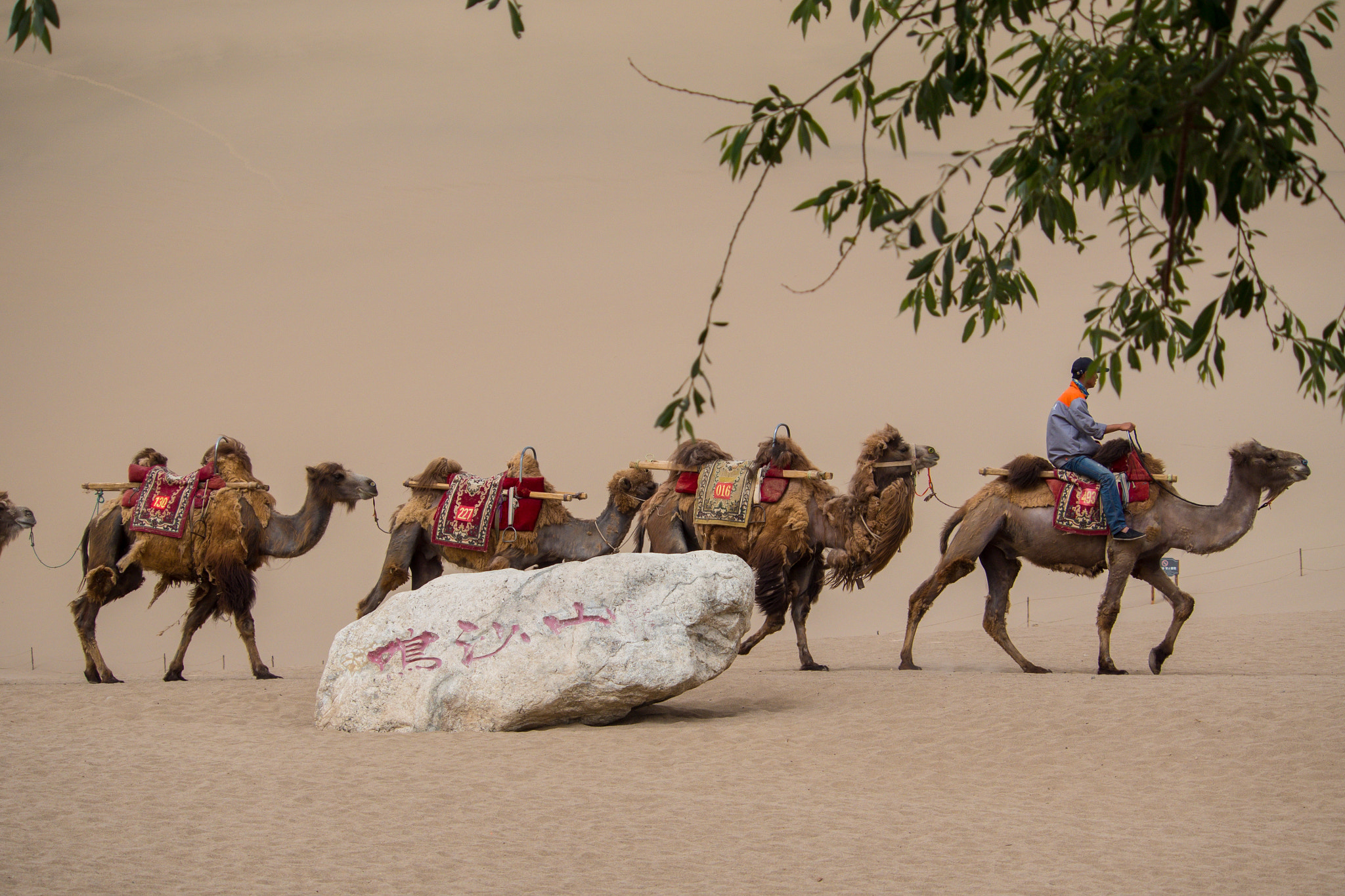 Olympus PEN E-PM2 sample photo. Camel and desert photography