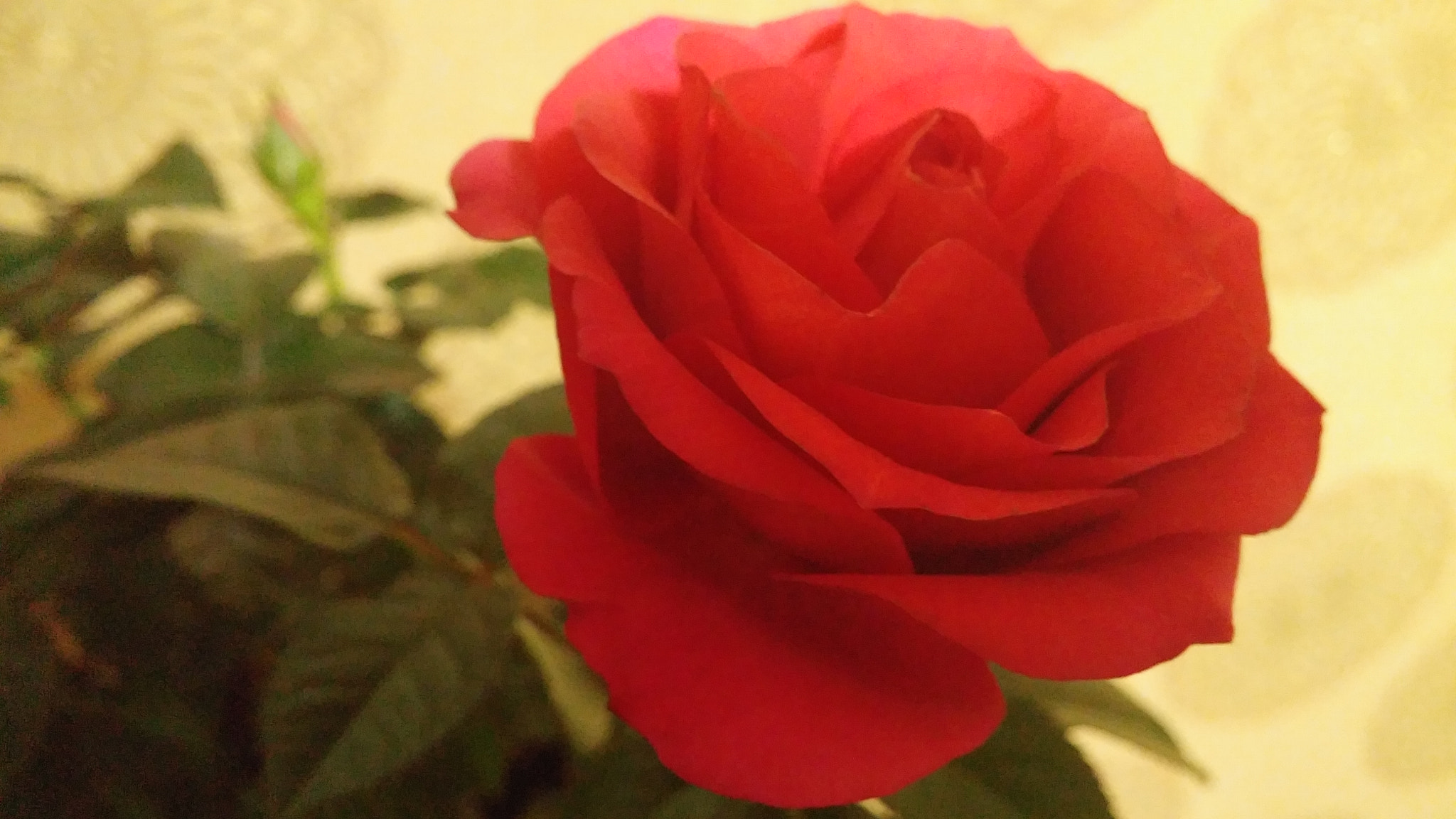 LG G3 CAT.6 sample photo. Red rose 12 (flower language ; love, joy) photography