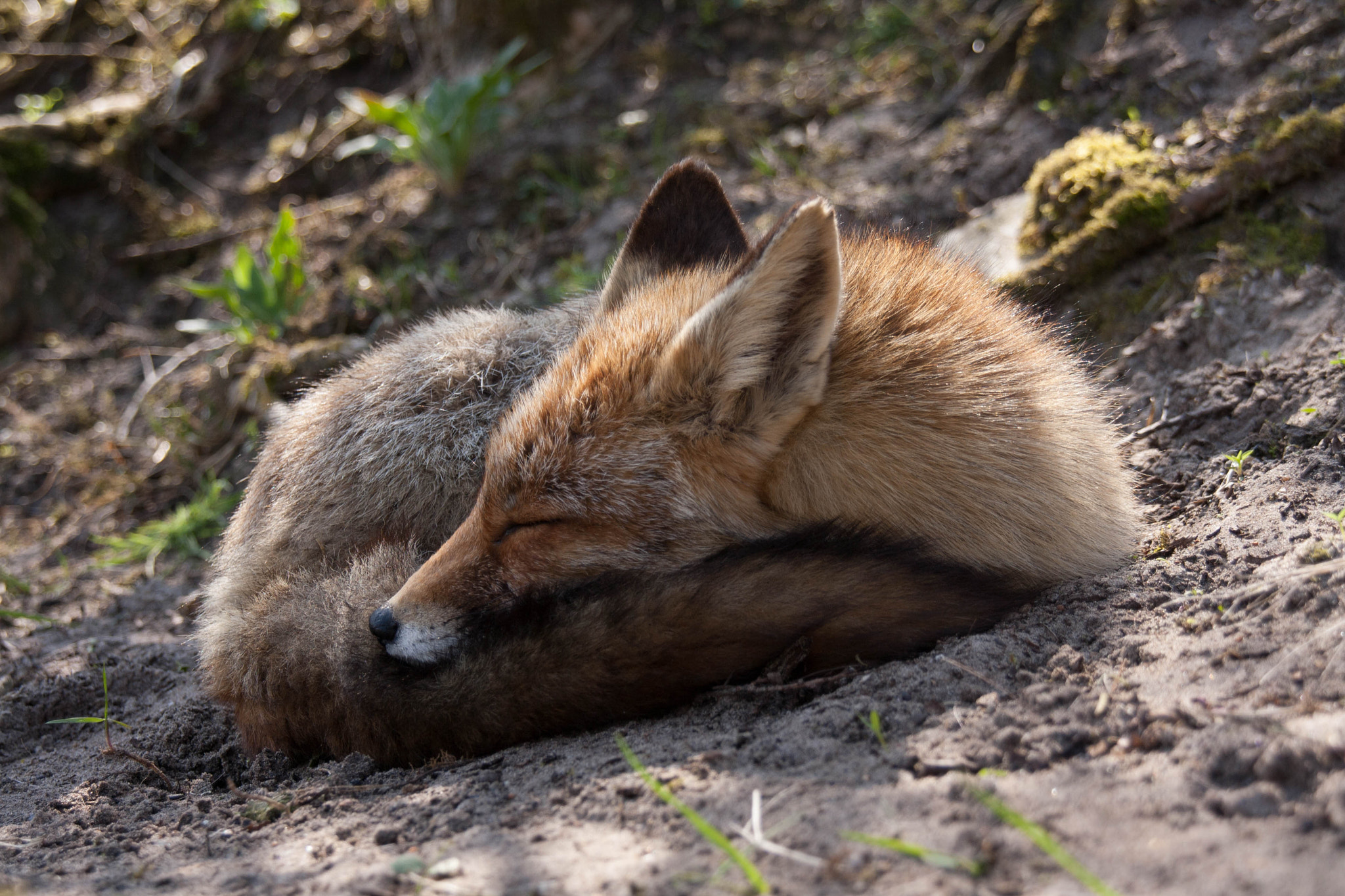 Sigma 18-200mm f/3.5-6.3 DC OS sample photo. My kind of a sleeping beauty <3 photography