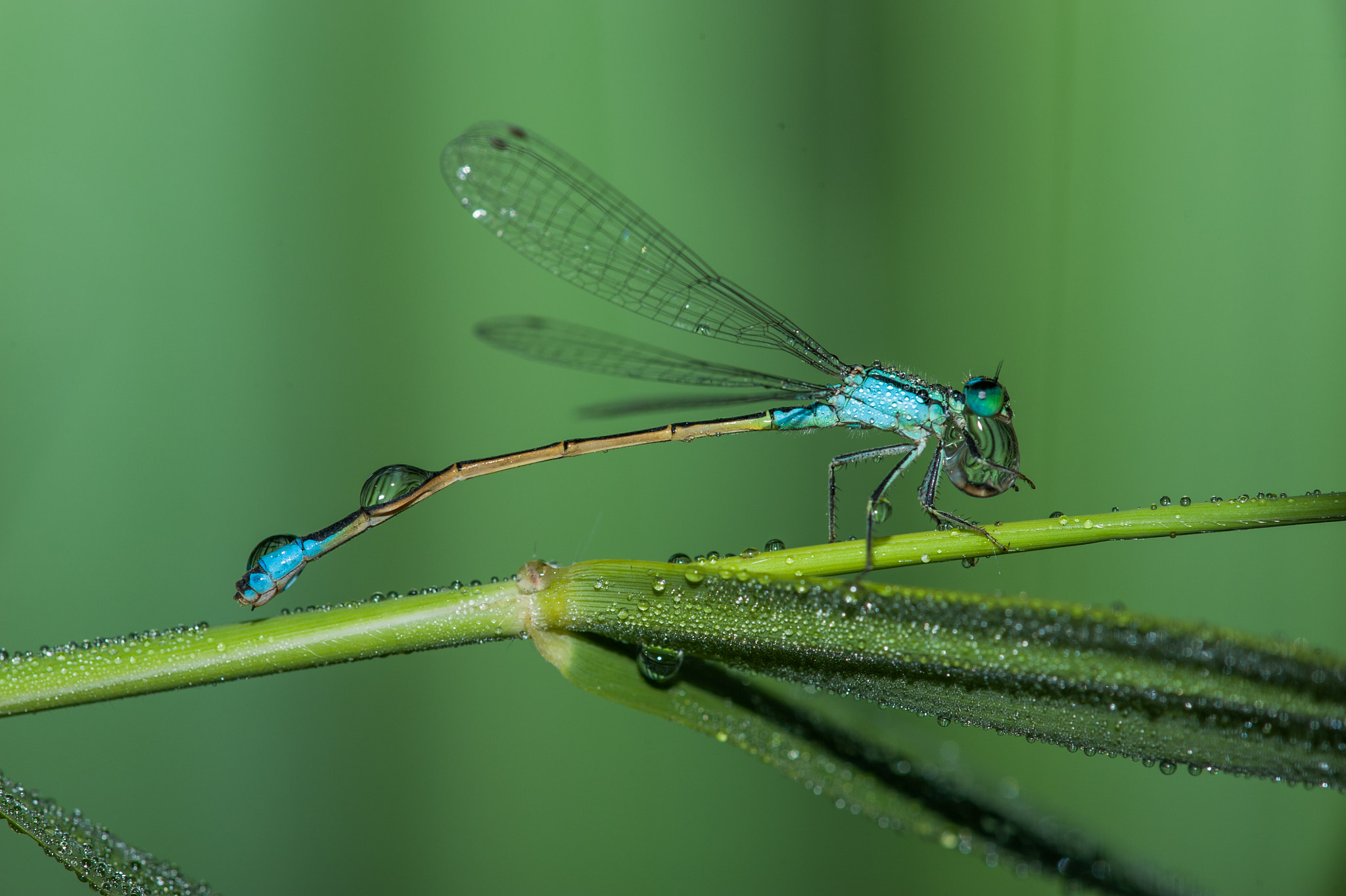 Nikon D700 + Nikon AF Micro-Nikkor 200mm F4D ED-IF sample photo. Feng photography