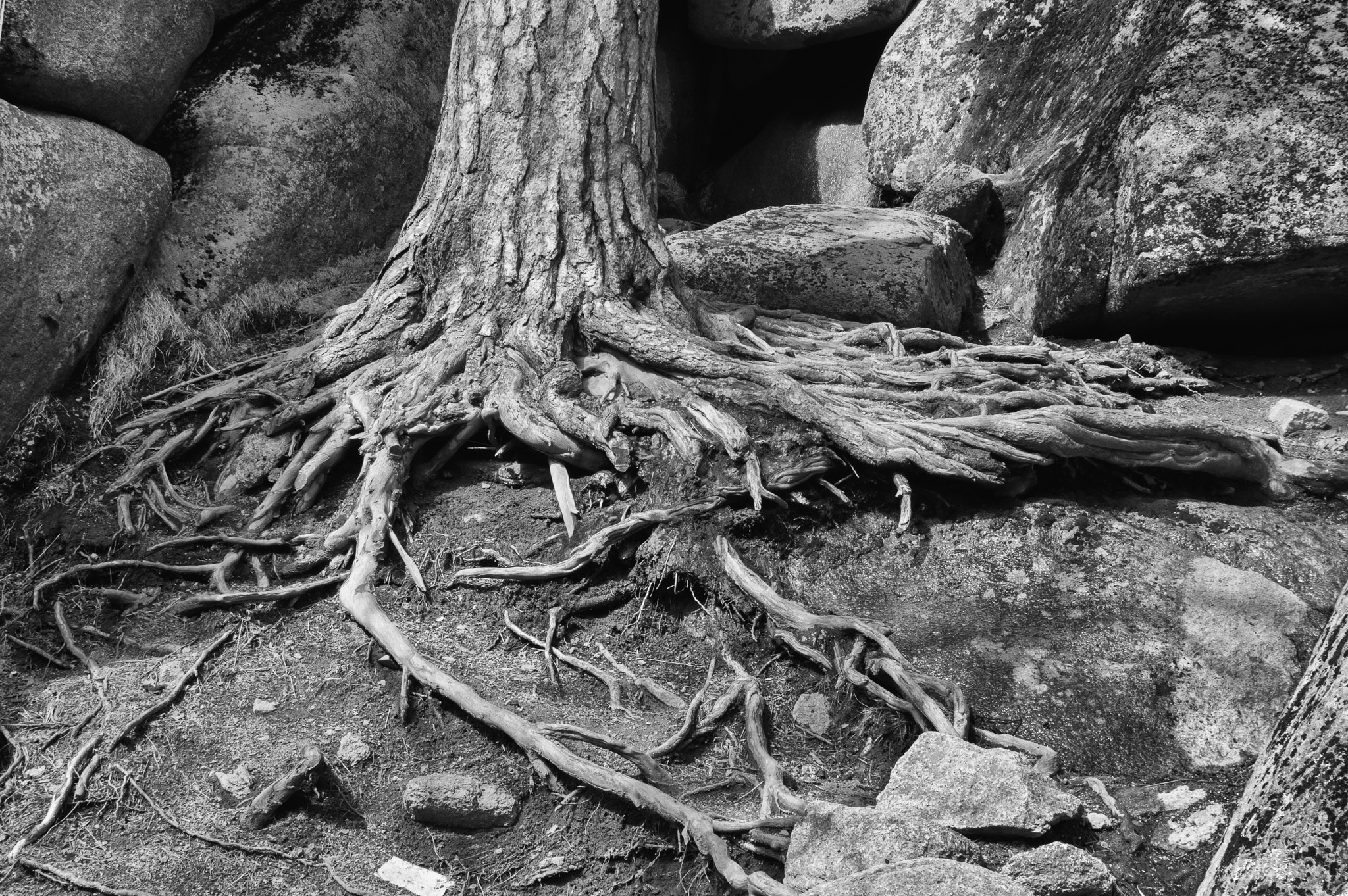 Tamron SP 24-70mm F2.8 Di VC USD sample photo. Roots of the tree photography