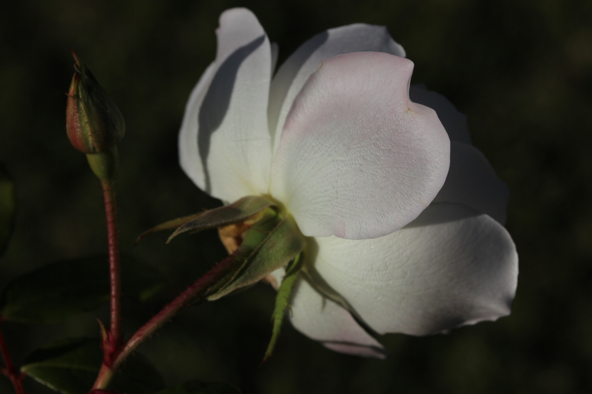 Canon EOS 600D (Rebel EOS T3i / EOS Kiss X5) + Canon EF-S 60mm F2.8 Macro USM sample photo. The rear of a rose, not often seen photography