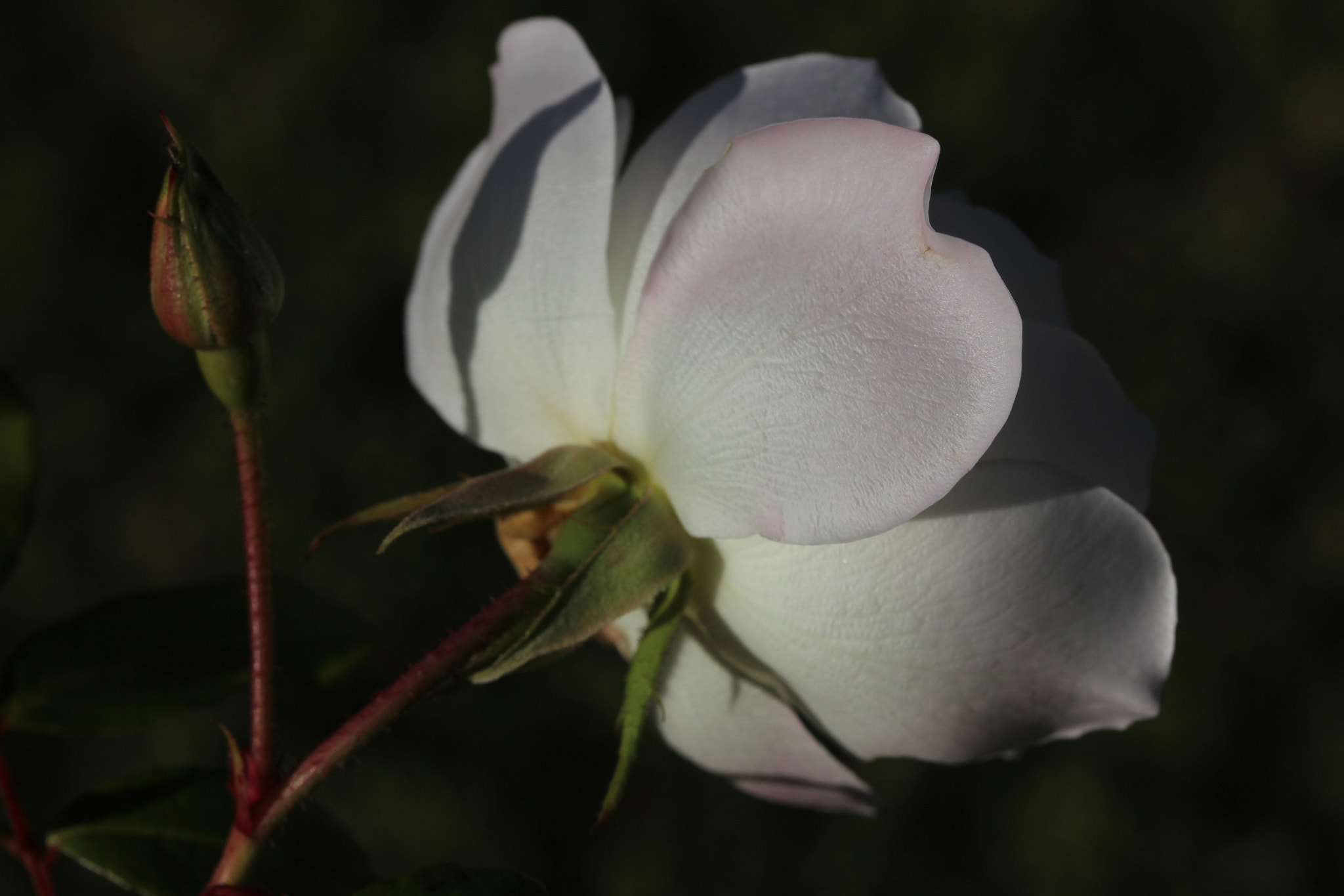 Canon EF-S 60mm F2.8 Macro USM sample photo. The rear of a rose, not often seen photography