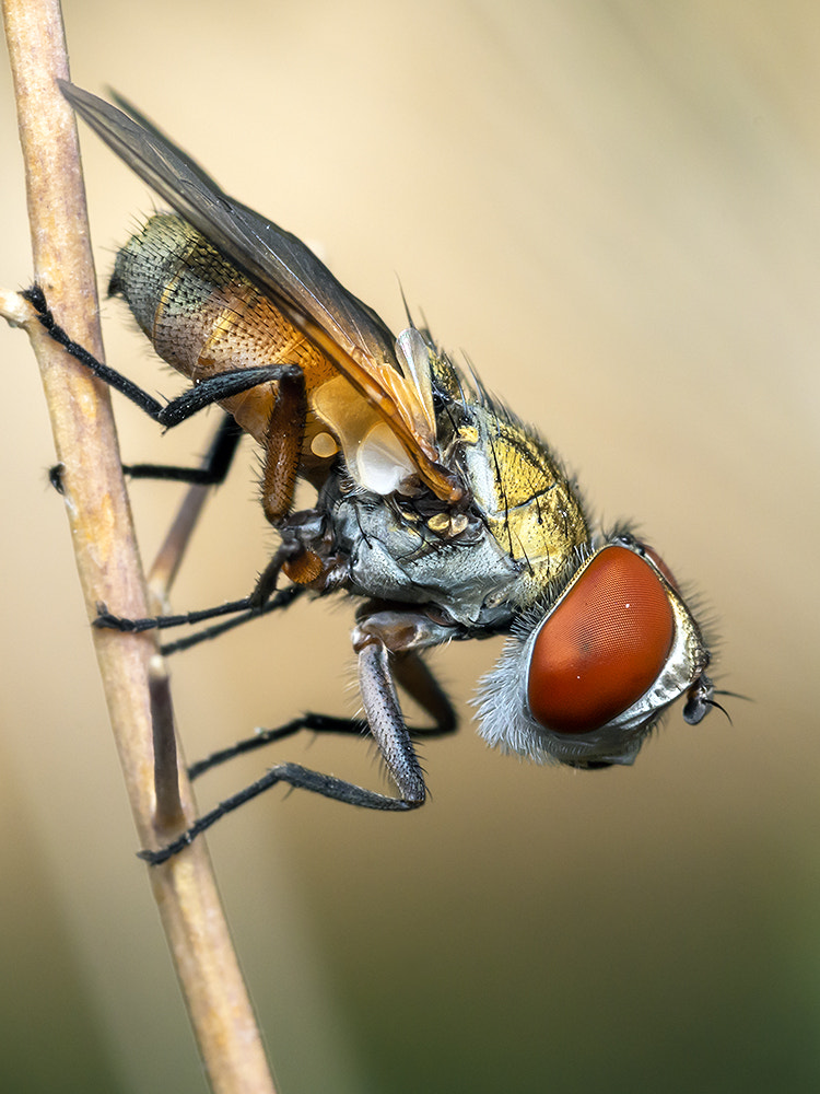 Nikon D7200 + Nikon AF Micro-Nikkor 60mm F2.8D sample photo. Red eye fly photography