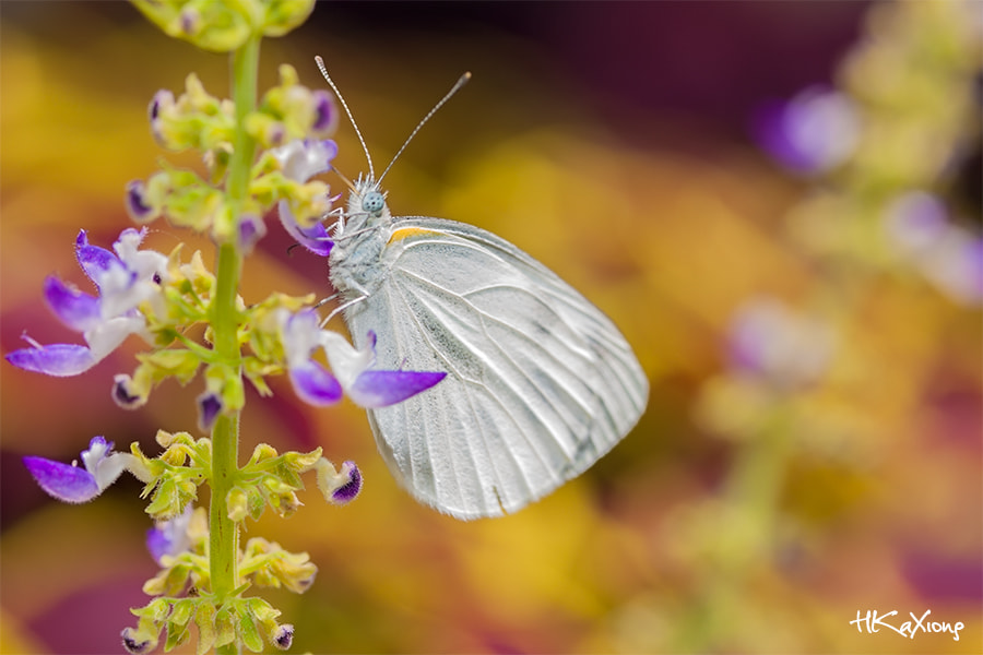 Canon EF-S 60mm F2.8 Macro USM sample photo. Butterfly photography