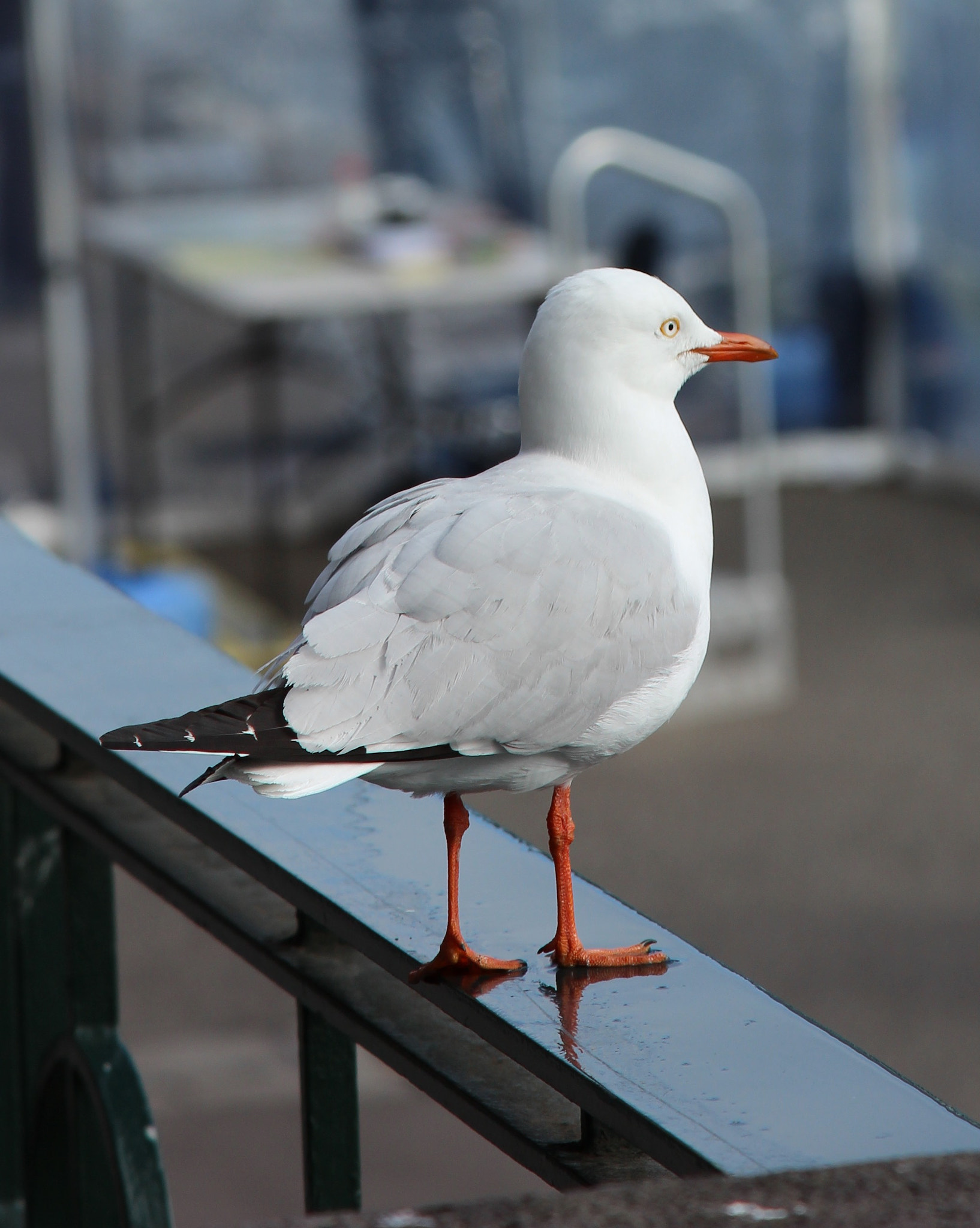 Canon EOS 600D (Rebel EOS T3i / EOS Kiss X5) sample photo. Just a seagull, named eric photography