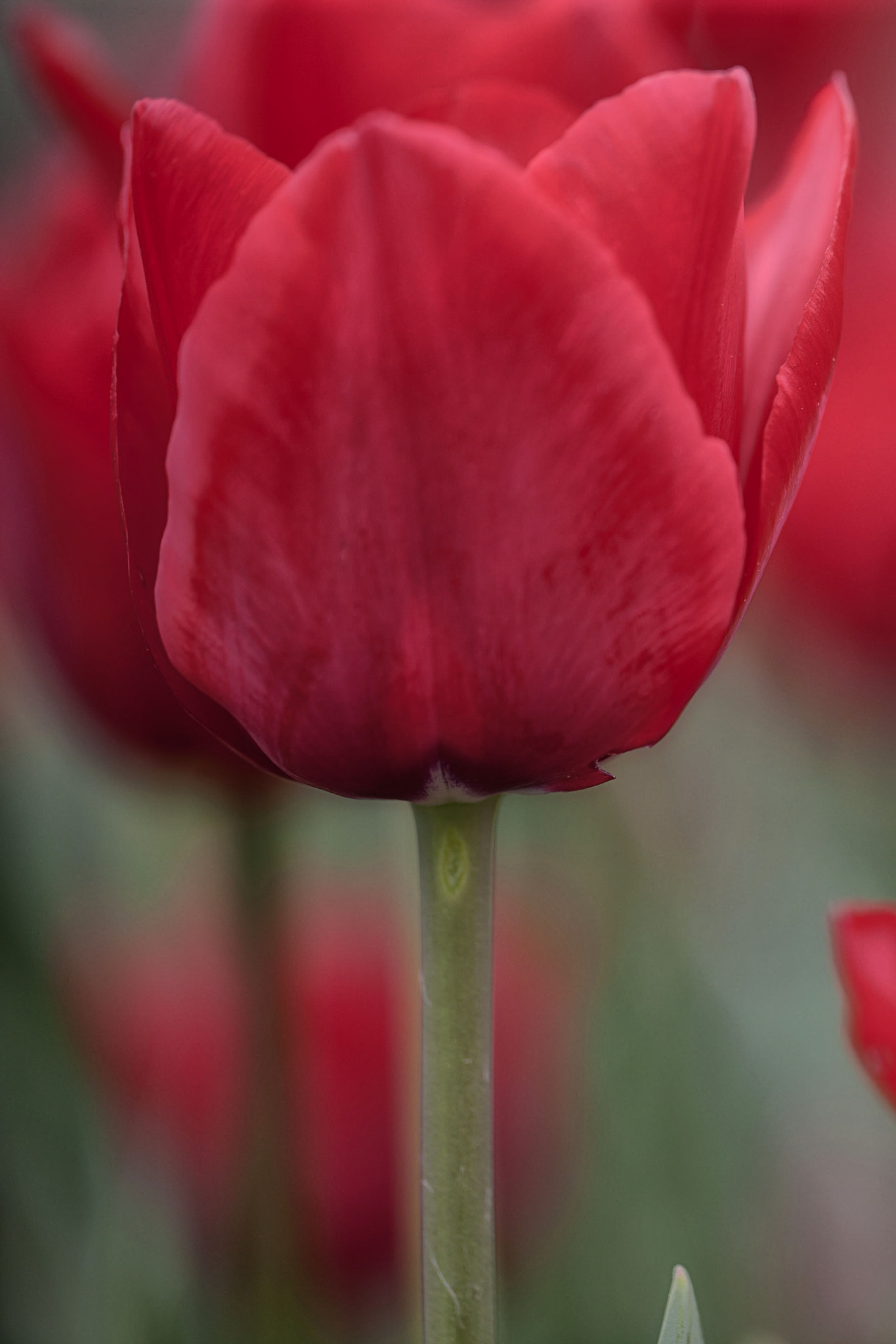 Canon EOS-1Ds Mark III + Canon EF 100mm F2.8L Macro IS USM sample photo. Red tulips photography