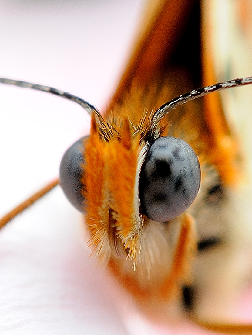 Nikon AF-S Micro-Nikkor 60mm F2.8G ED sample photo. Occhi di farfalla photography