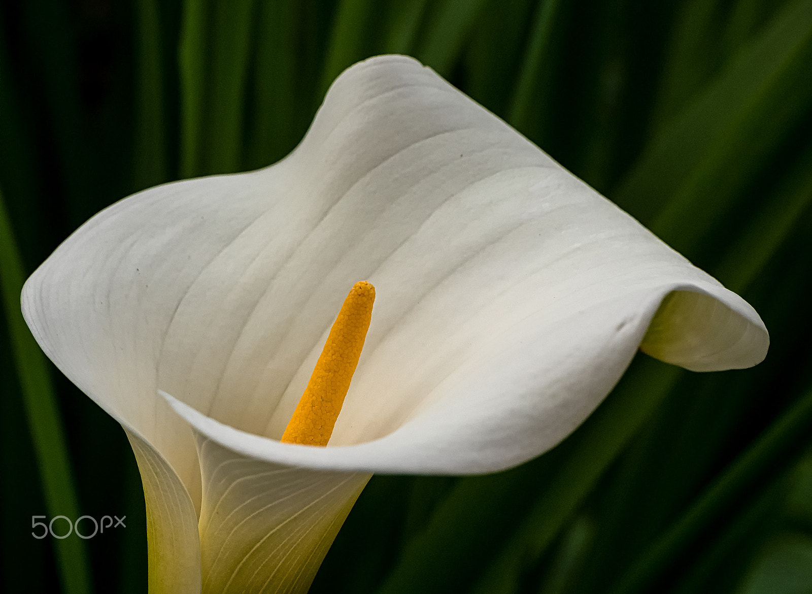 Panasonic Leica DG Macro-Elmarit 45mm F2.8 ASPH OIS sample photo. Arum lily photography